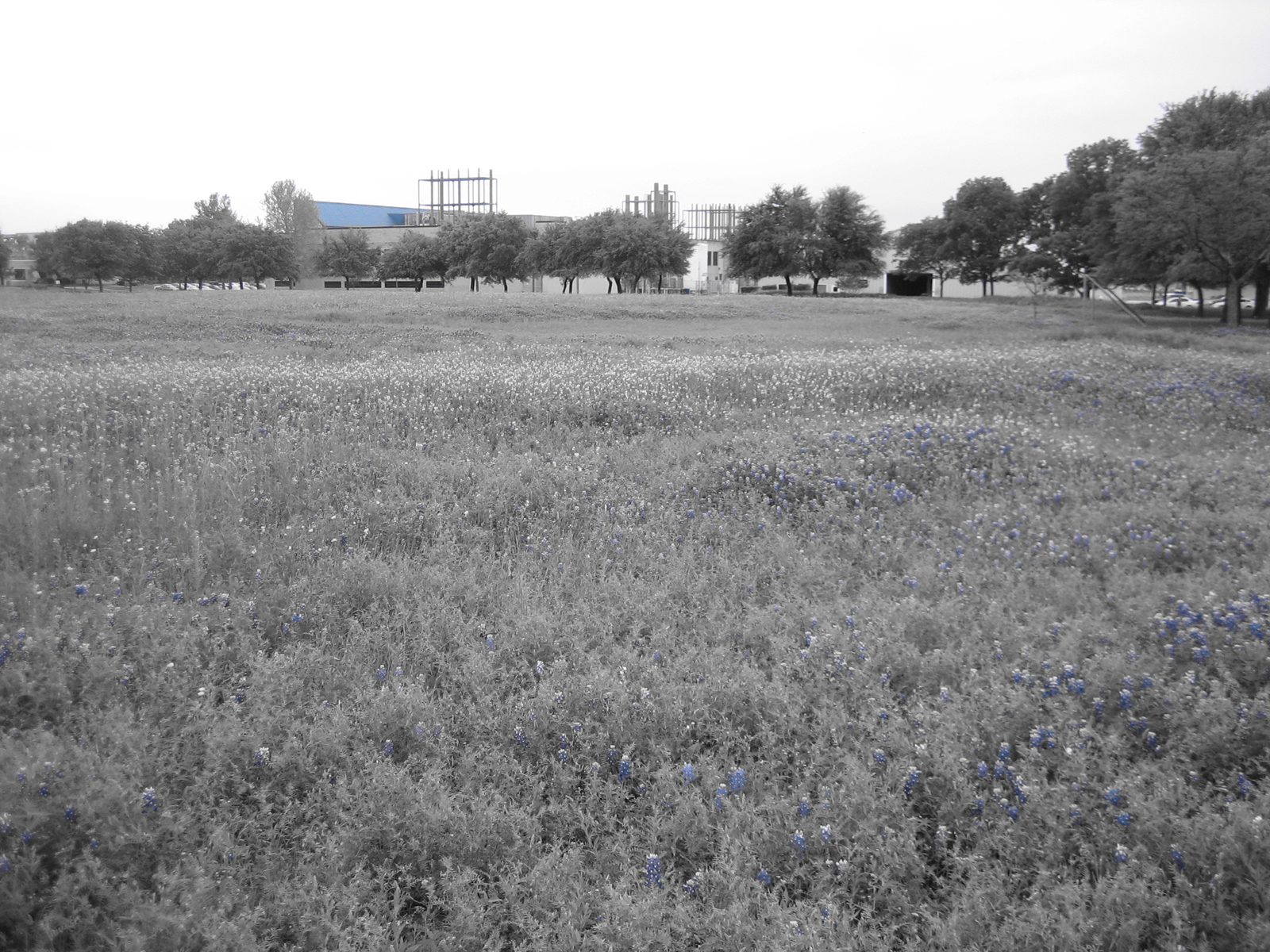 I was attempting to highlight all the blue in this field; my camera couldn't quite do it.  The...