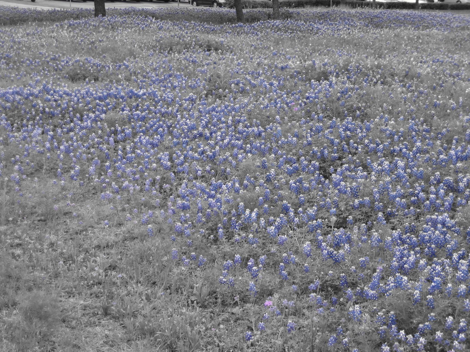 Fields o' flowers.