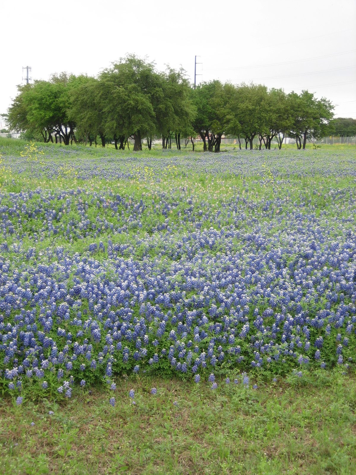 All of these pictures were taken within the Pickle Campus.  I really wish this space were more...