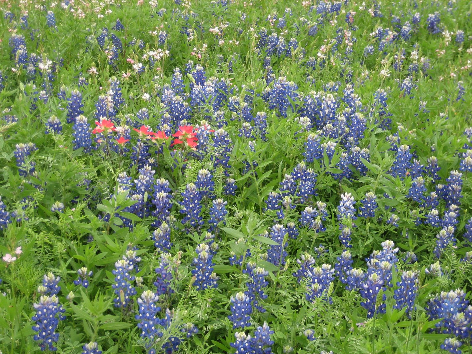 Indian Paintbrush amidst the bluebonnets.  