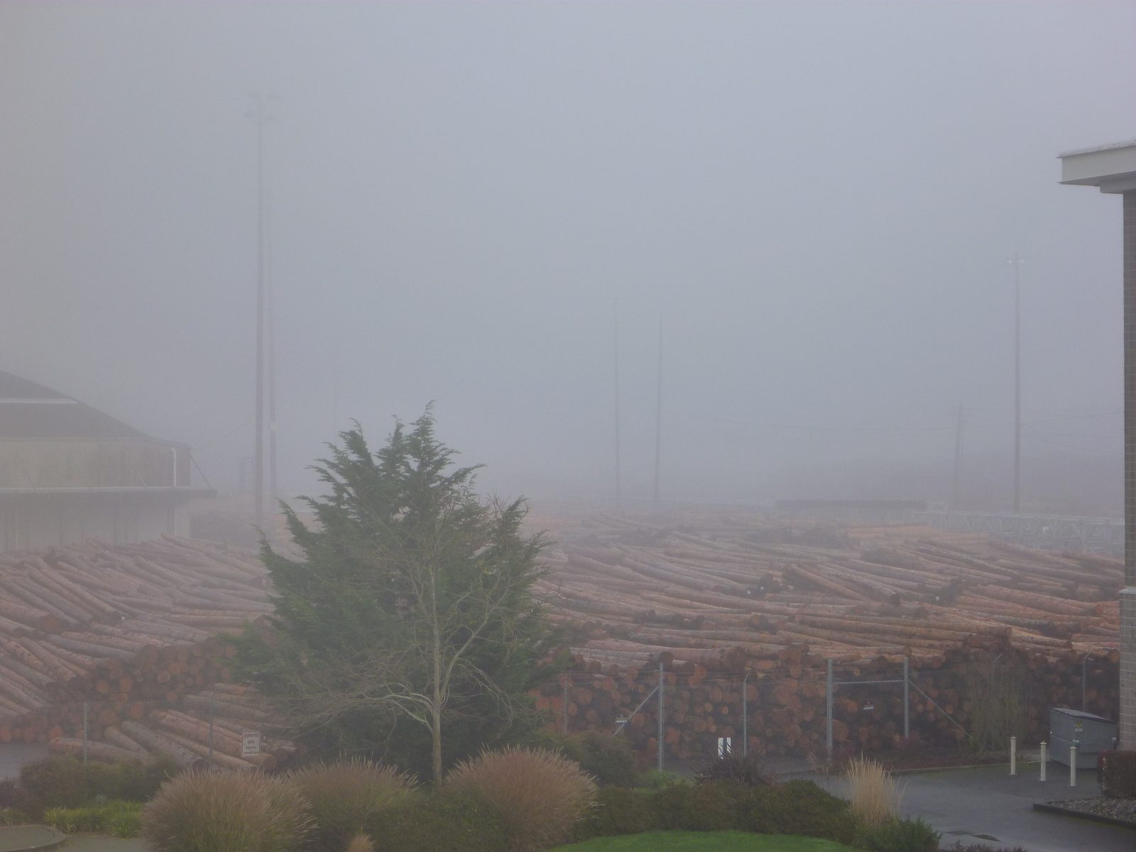The main product shipped out these days are logs.  PS, note the crazy fog.  It was still pretty...
