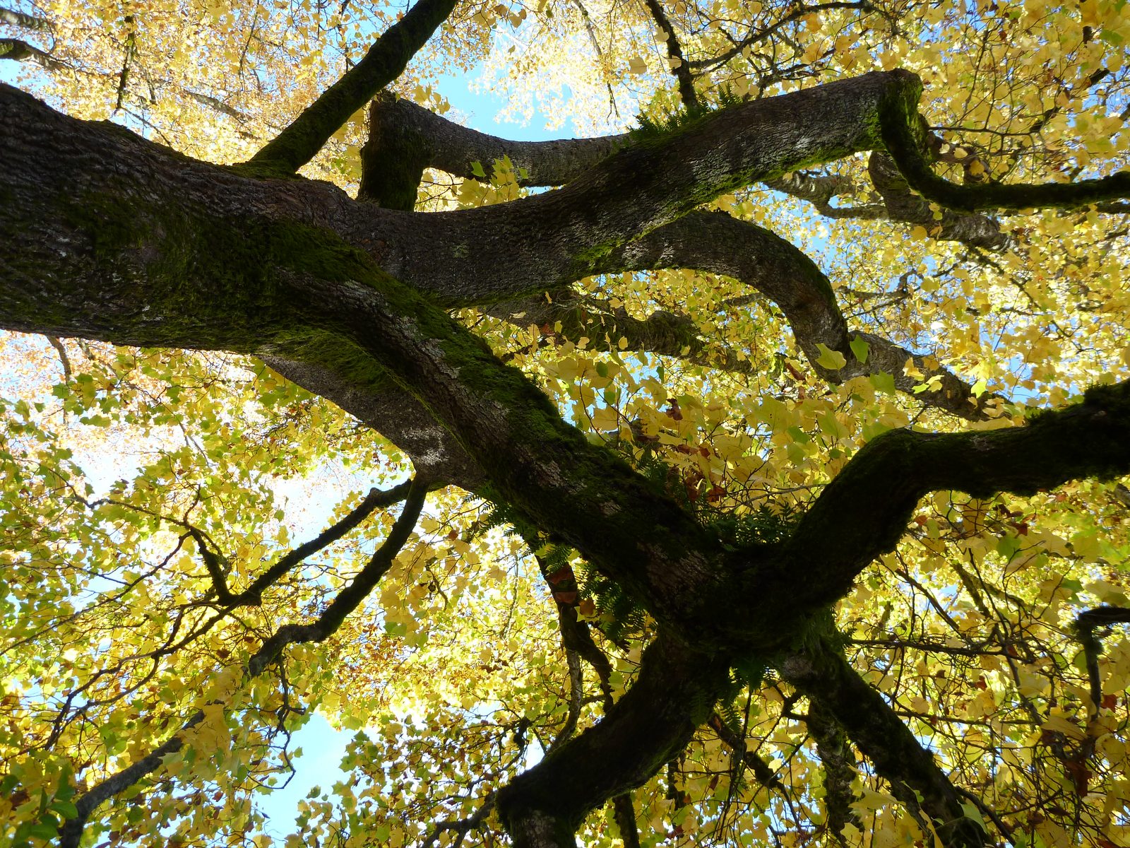 The foliage was beautiful around the capitol.  This is when I again send you to Jay's flikr...