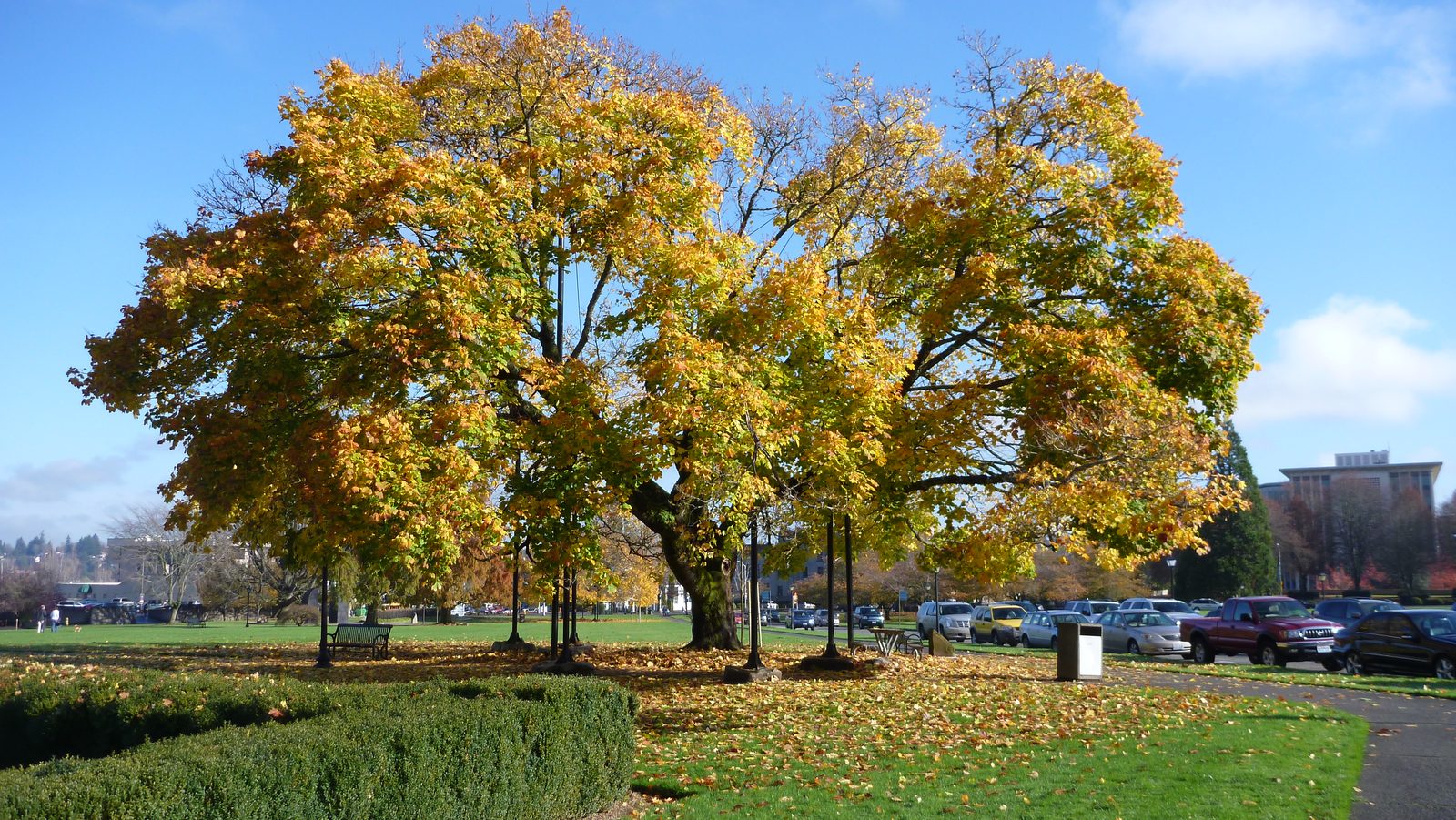 This big tree on the capitol grounds is supported by a bunch of columns from below, and wires from above.