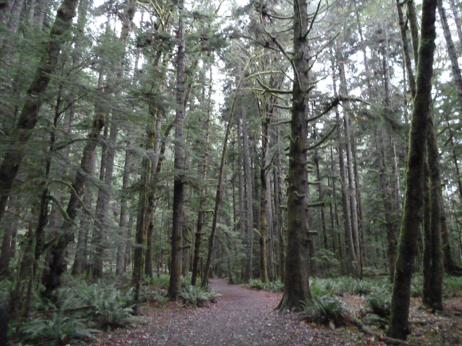 The Marymere Falls trail.  It was very wet, even while not actively raining.  We were on the...