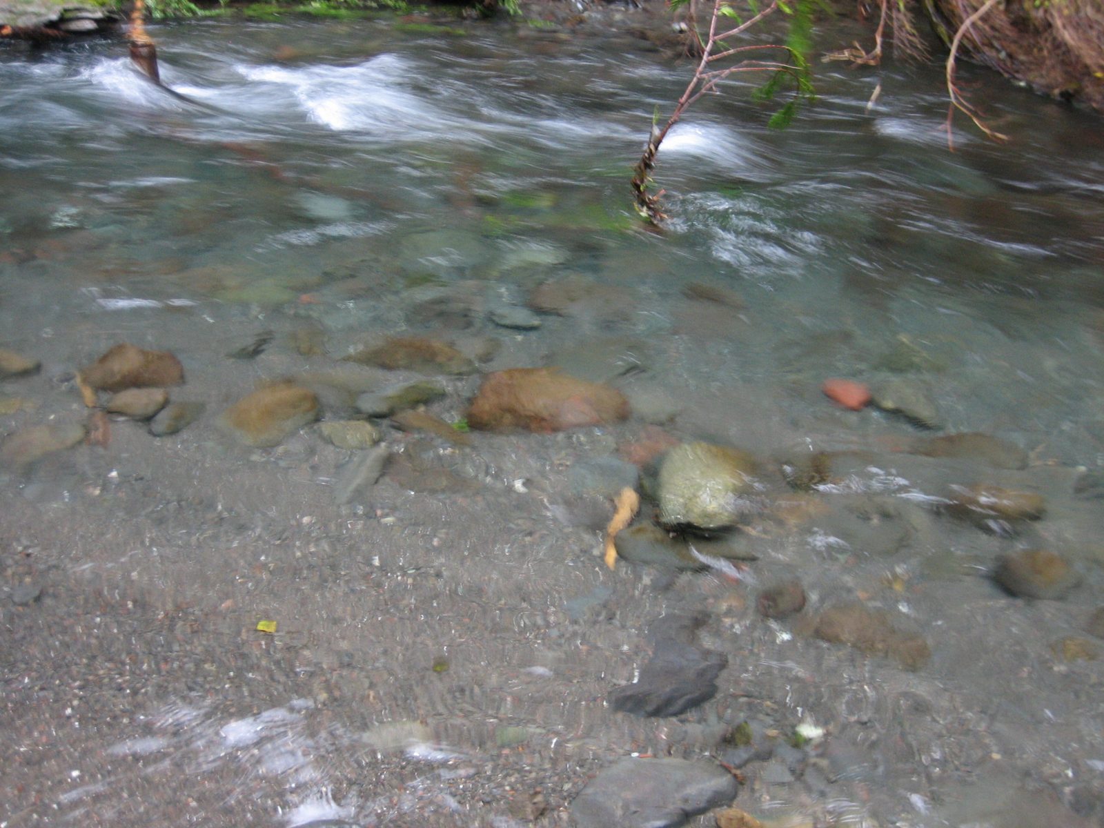 Man my camera stinks at this light level.  Trying to show how crystal clear the water was.