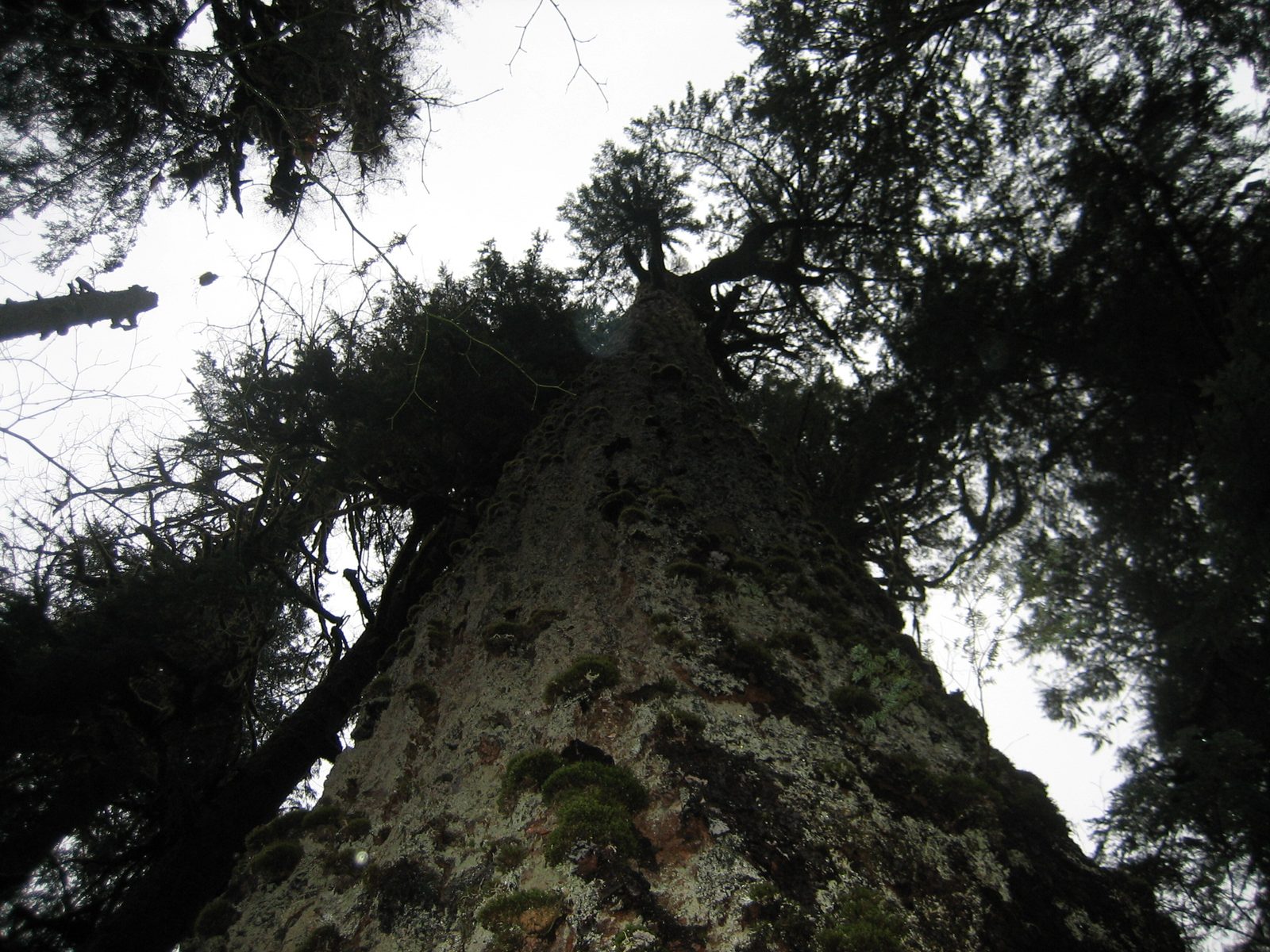 Looking up from the base of a very, very large tree.