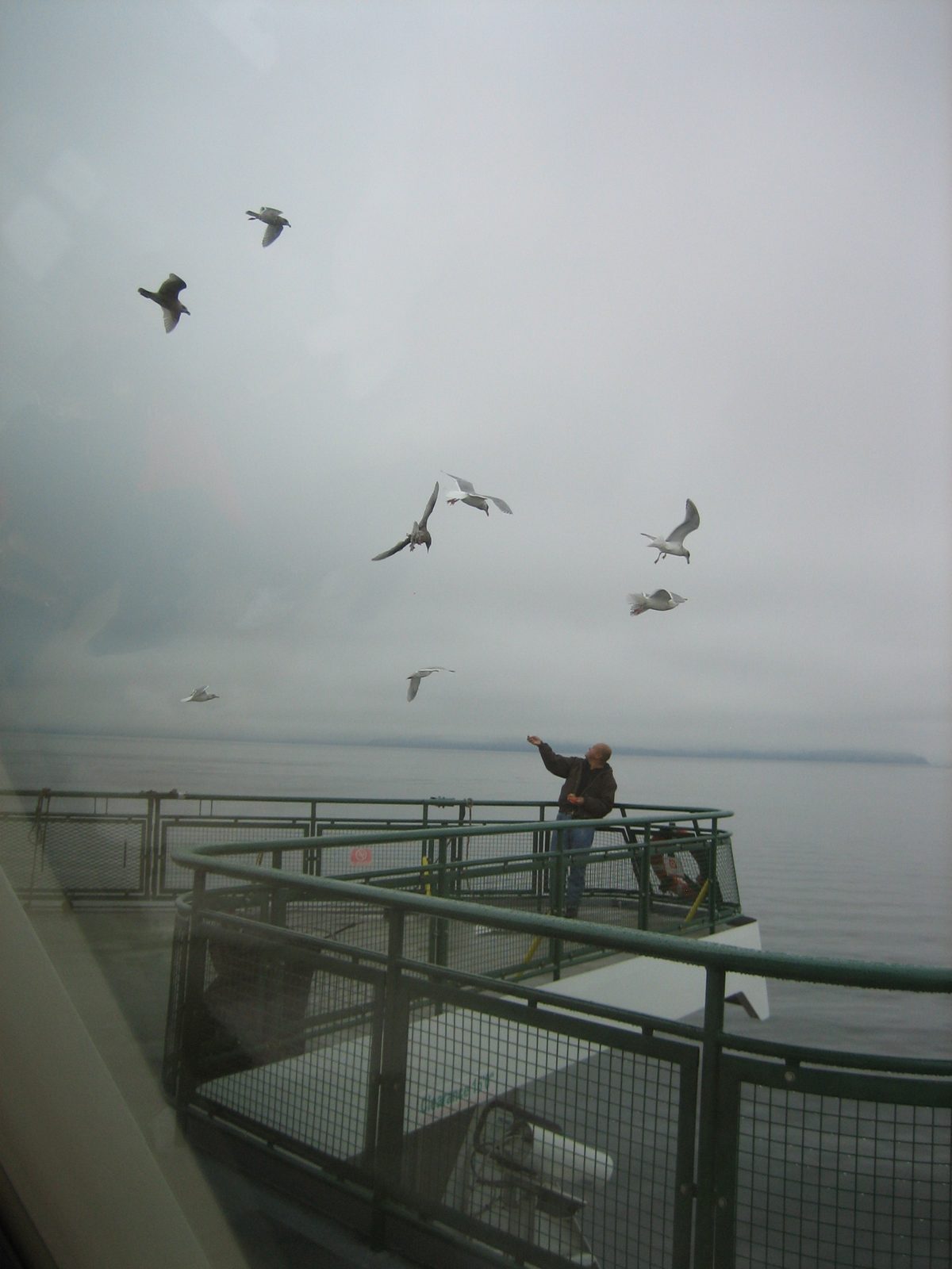This of course attracted more seagulls.  There was one dominant one, however, who got most of them.