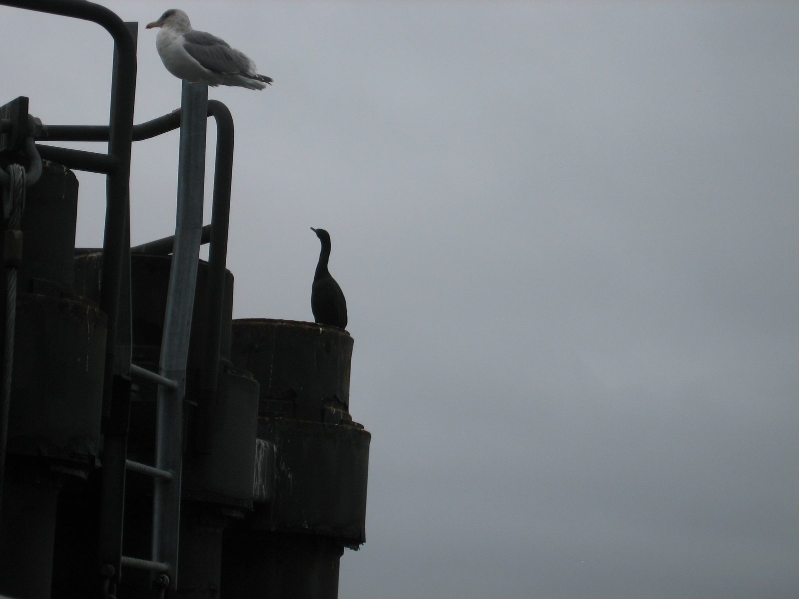 A seagull and a cormorant on the ferry pier.