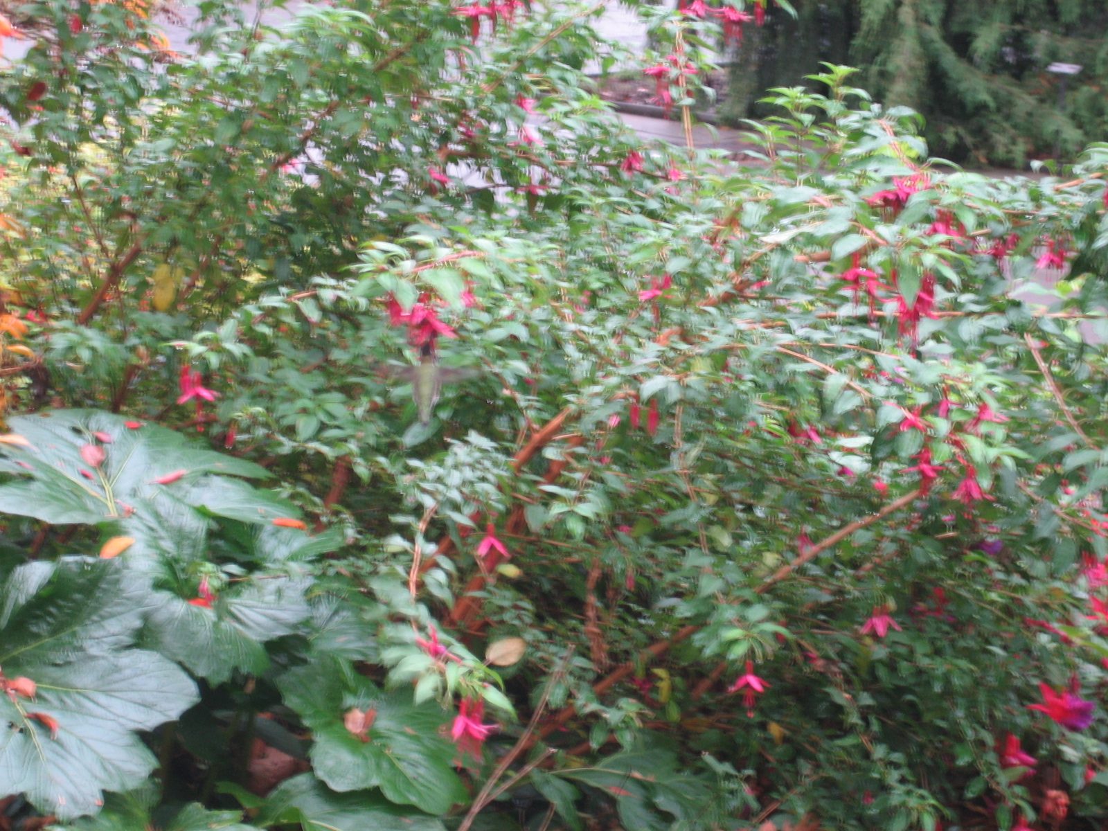 Ignore the blur to see the hummingbird!