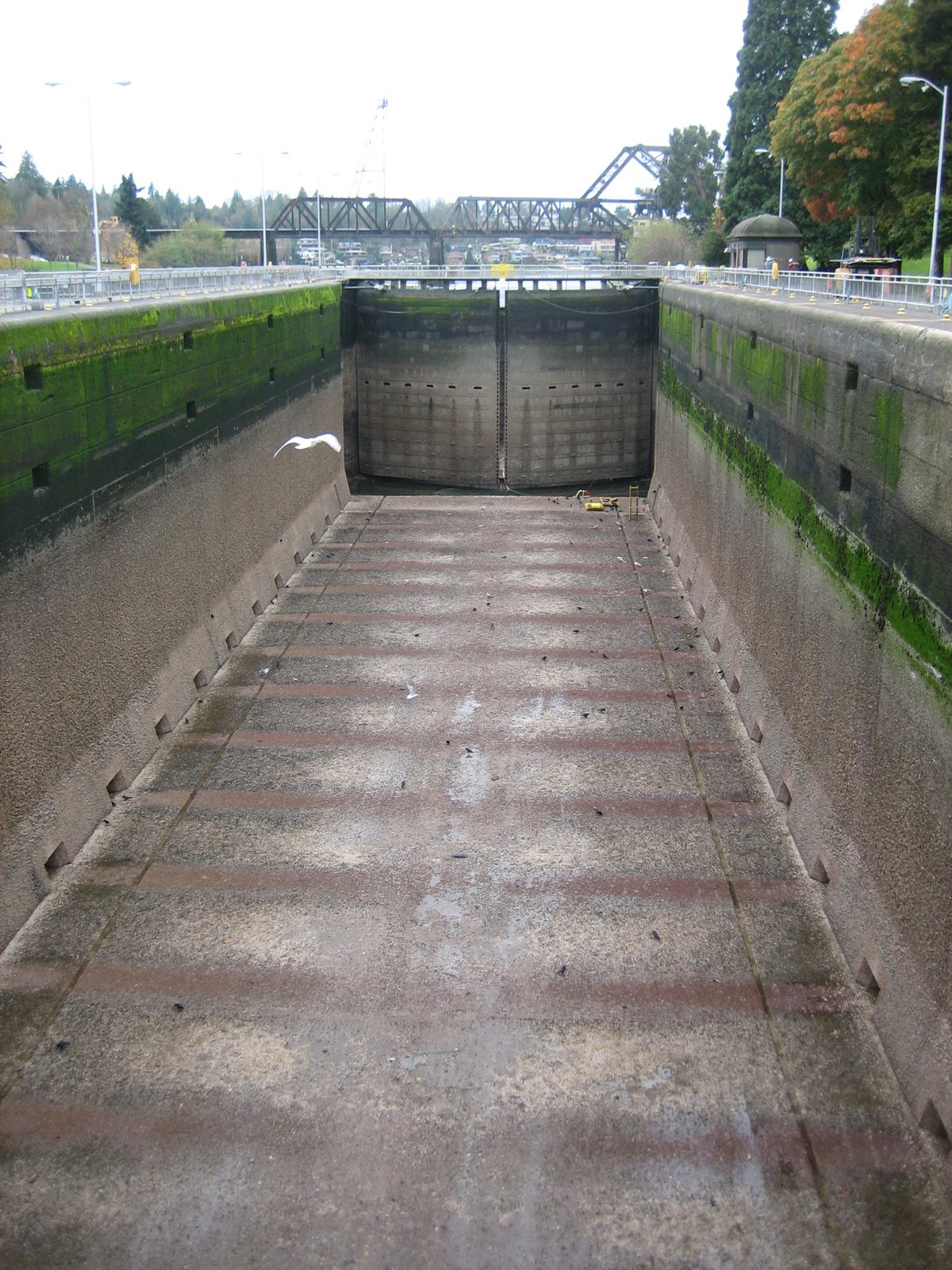 Jay and I visited the Chittenden Locks in the Ballard area of Seattle.  Unfortunately or...