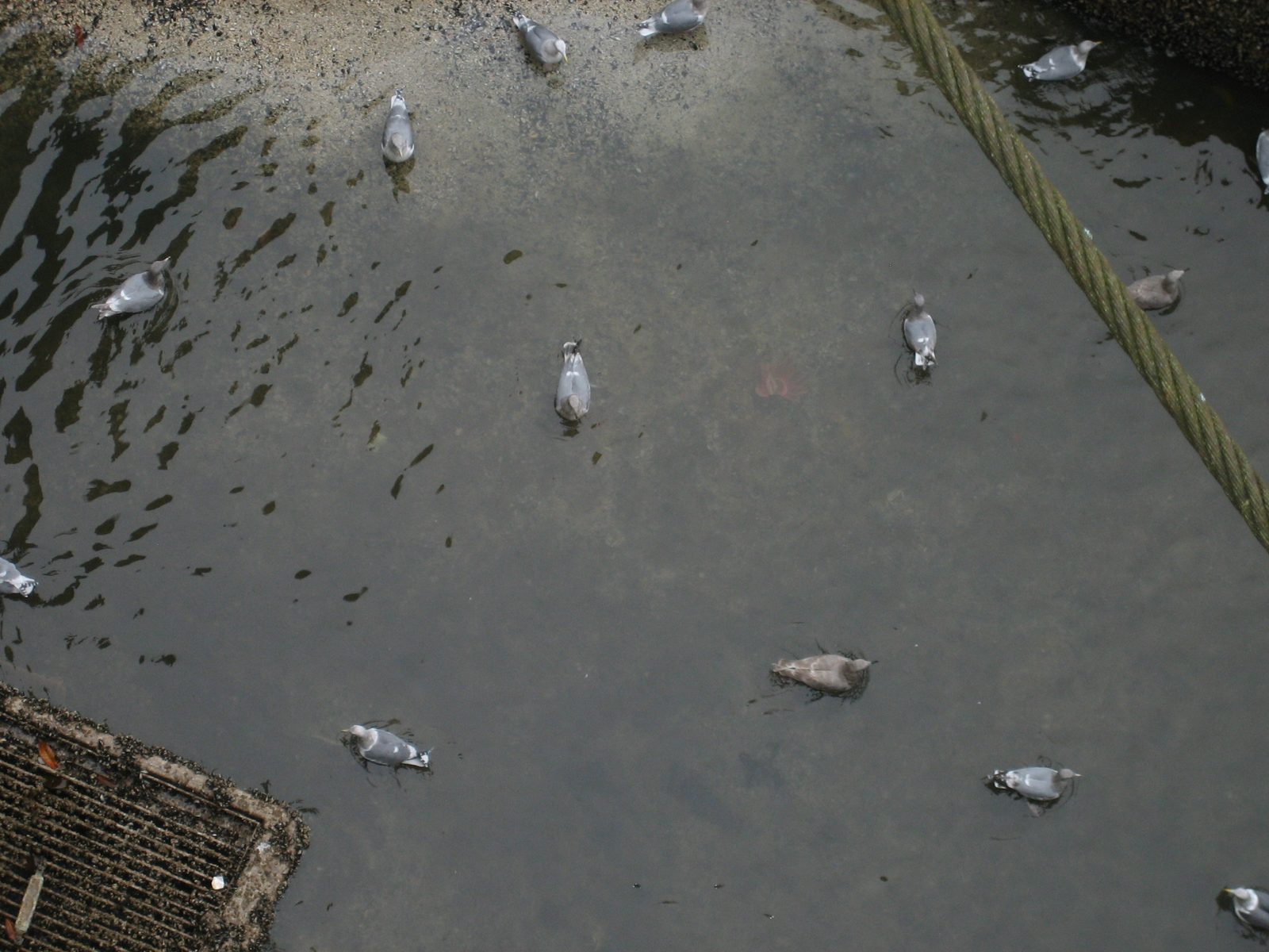 Looking down into the big lock, at the seagulls.  Doesn't look the far down, does it?