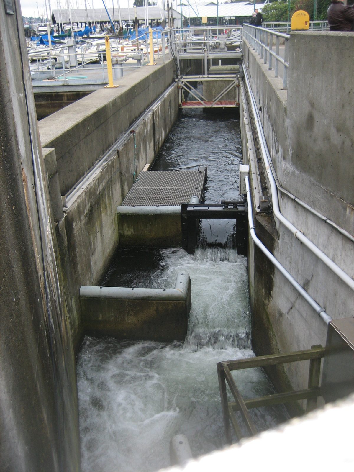 We also checked out the fish ladder, which was disappointingly void of fish.