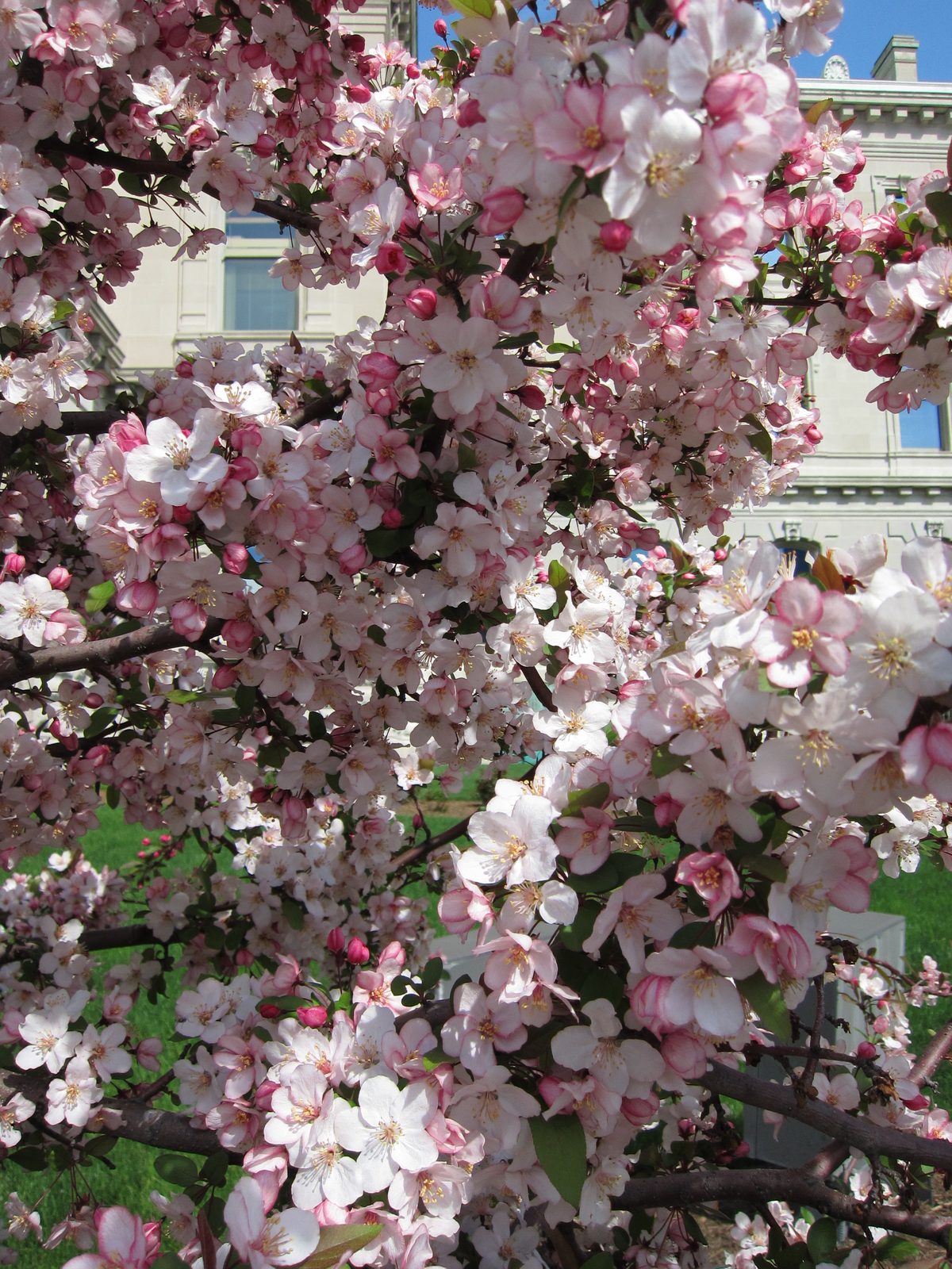 More flowers, with the Capitol behind.
