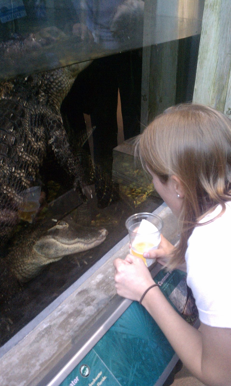 Catherine checking out a croco--- alligator, it seems, from the placard in the corner.