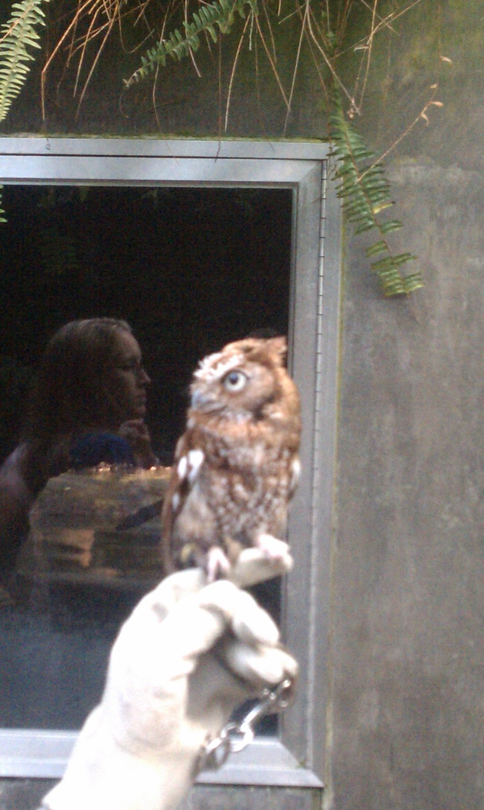 Itty-bitty (but full-grown) owl at the aquarium. 