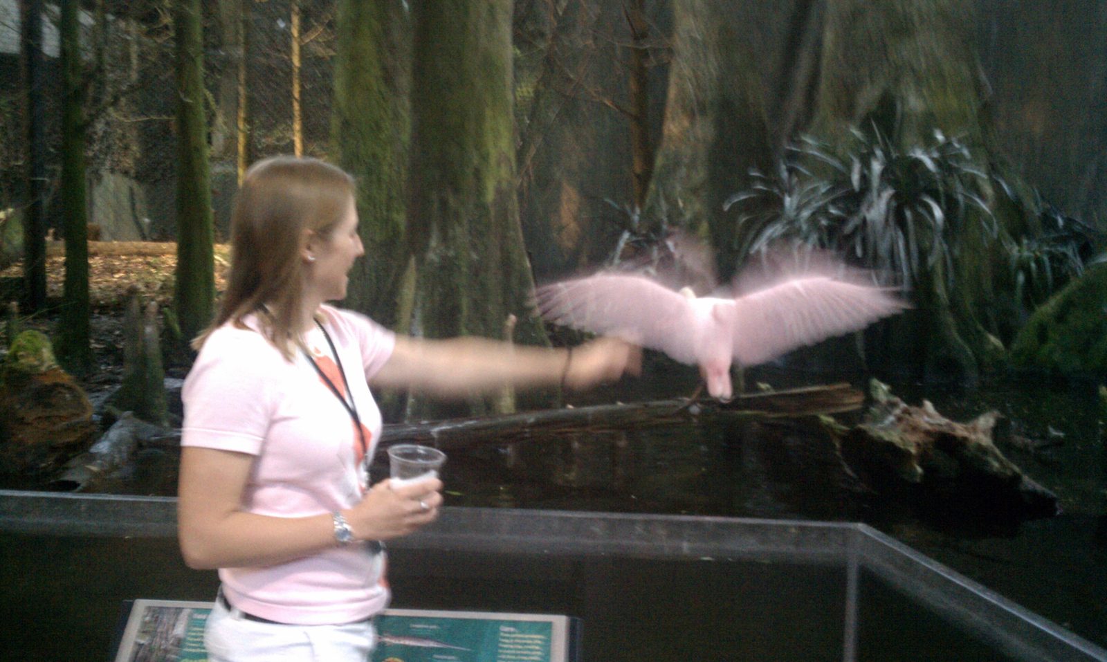 I tried to point at this flamingo, and it flew away.  Kind of neat effect.