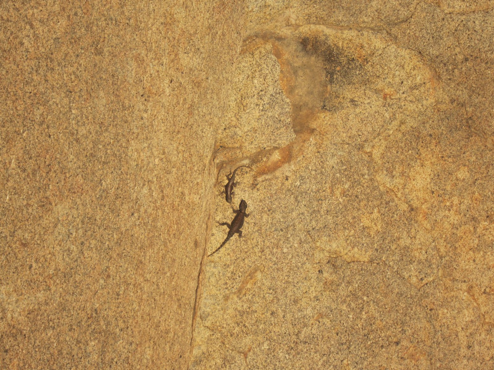 There were some big, fat lizards enjoying the heat of the rock in the late afternoon sun.