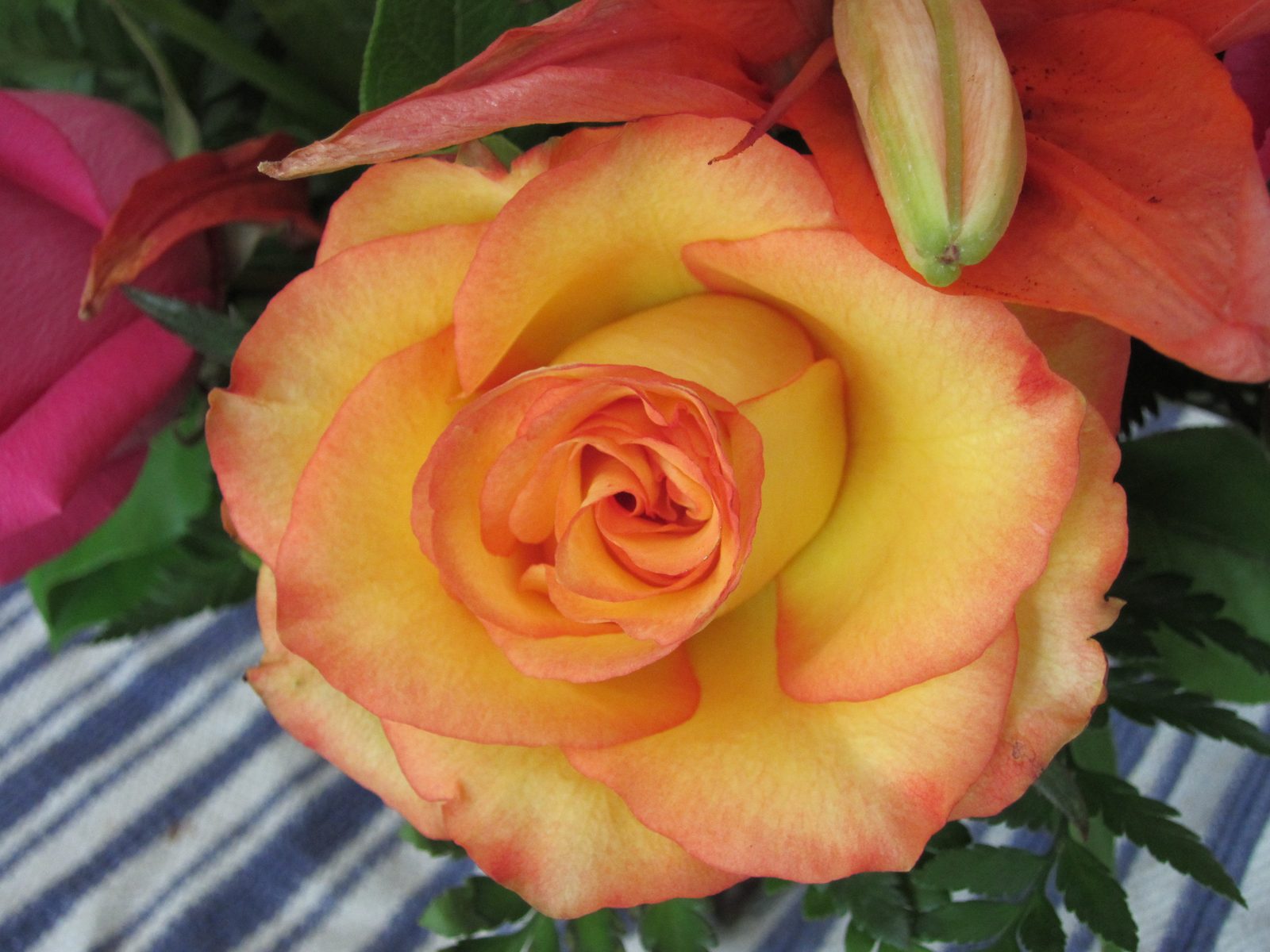 Close-up of a rose.