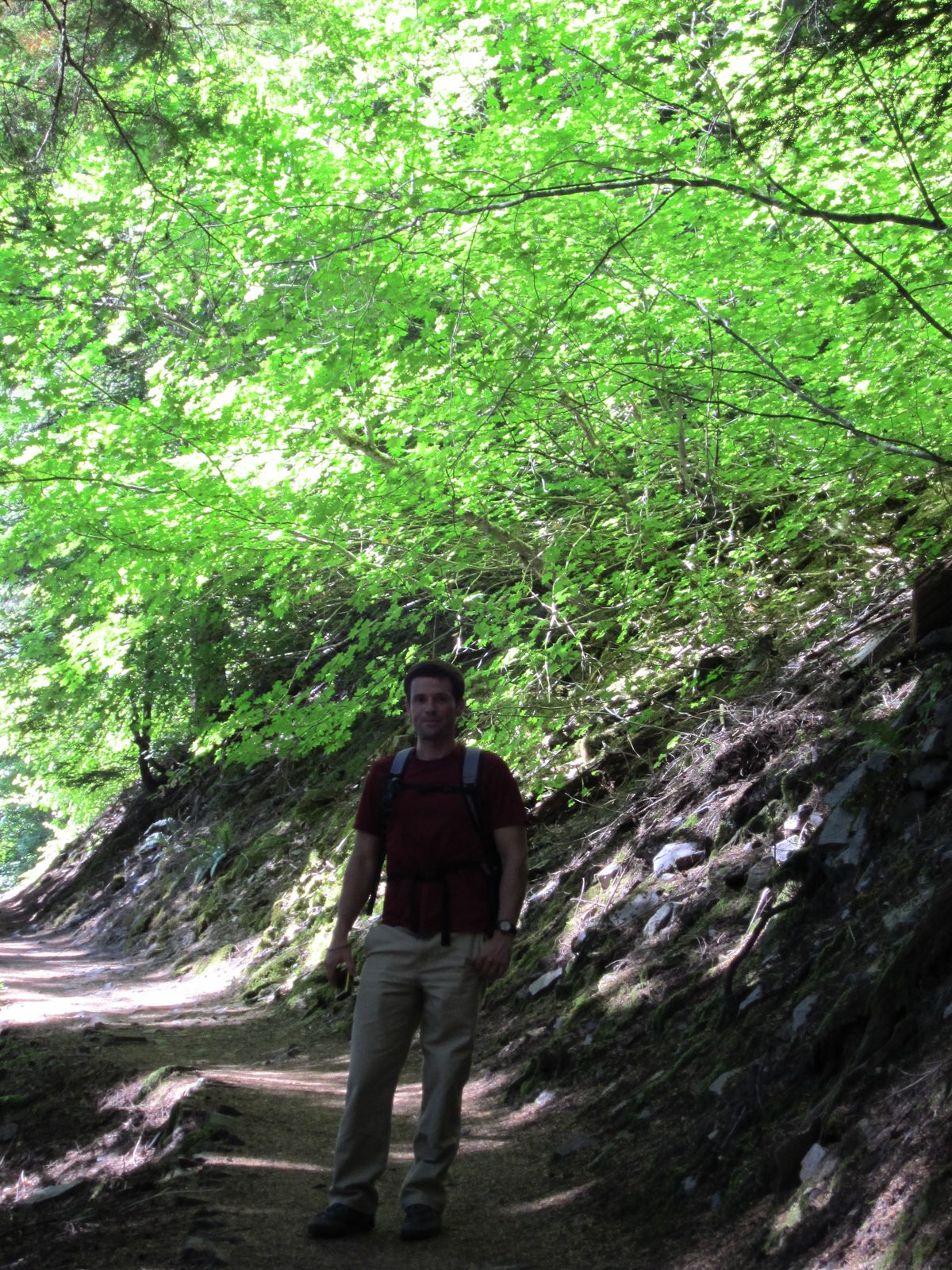 Jay in front of some maple-like trees that were brilliantly green in the old, tall-tree forest...
