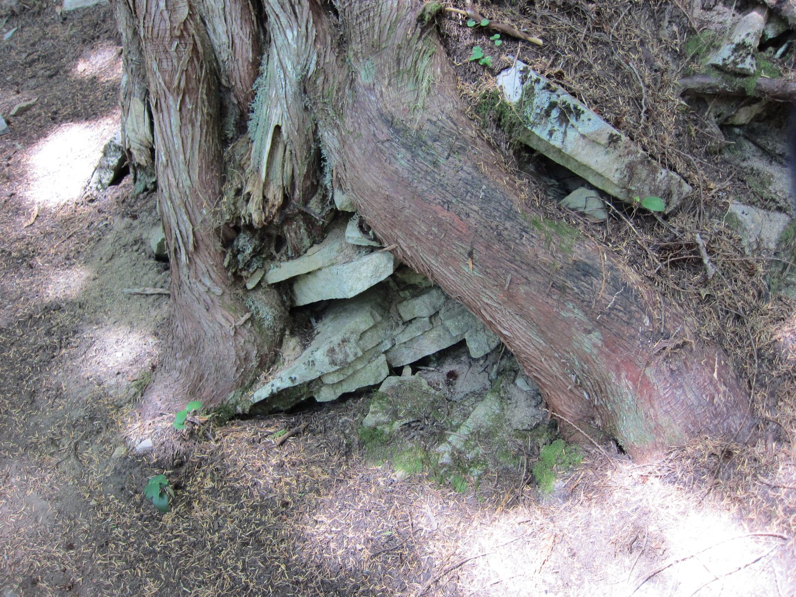 Lots of trees had slabs of rock in the roots like this, as if the tree had grown around the...