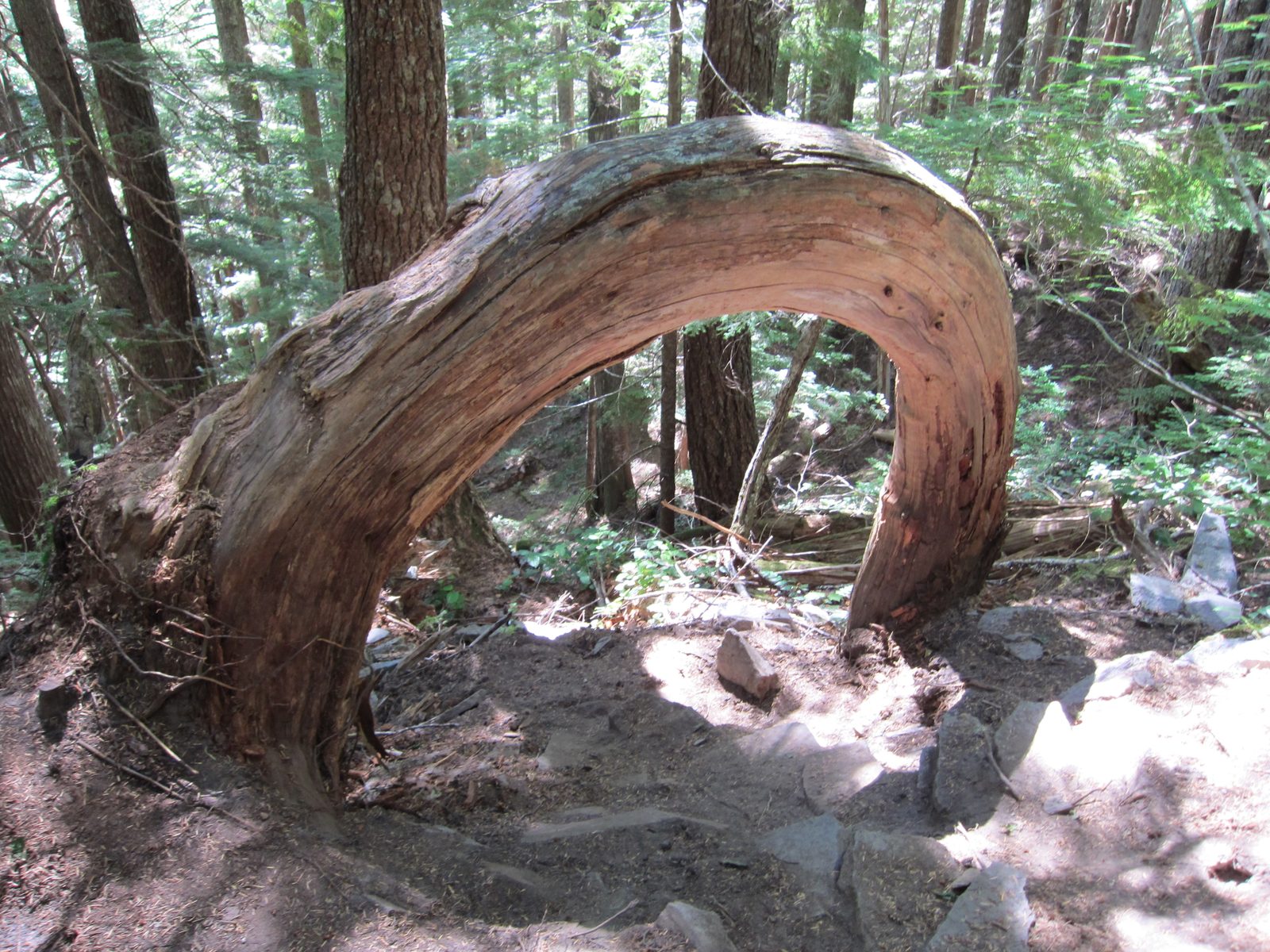 A bizarre tree making a 180 out of the ground and back into it.  The ground was pretty worn...