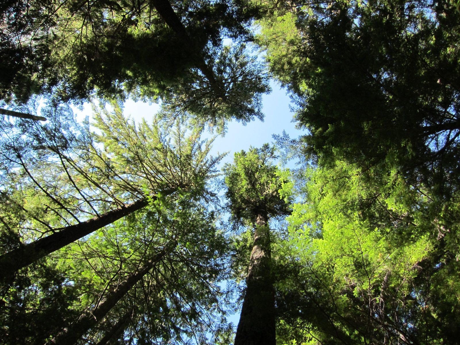 Looking up into the canopy.