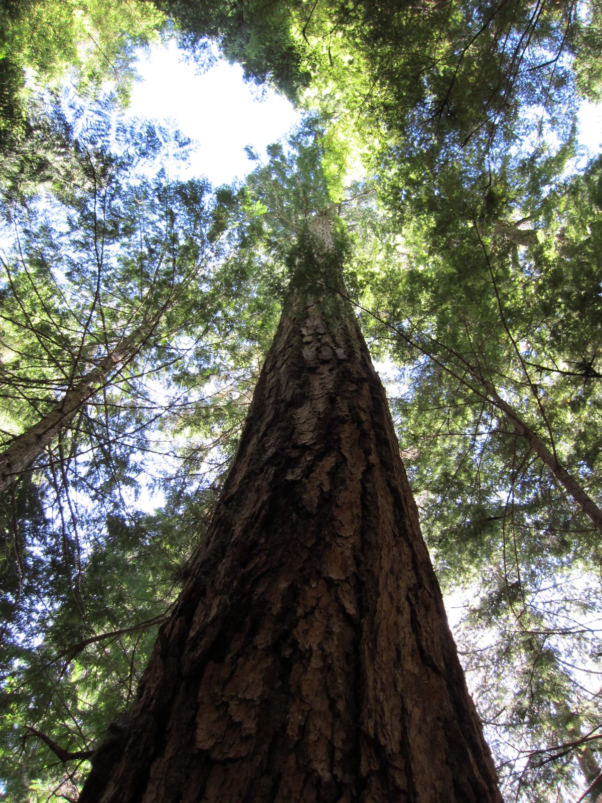 Looking up the trunk of a massive tree.