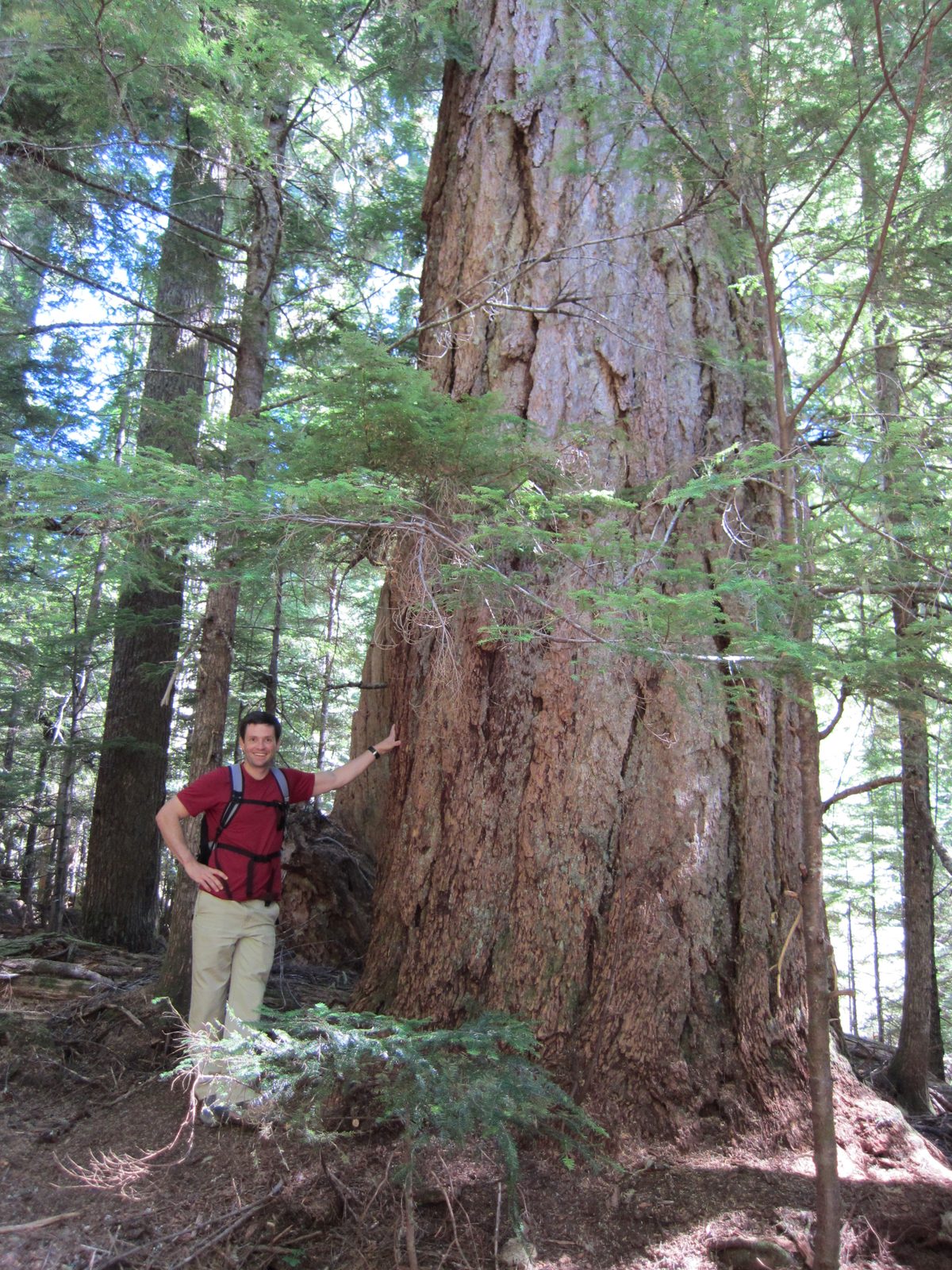 There were a lot of big trees in this forest.  I think they were Douglas Firs, but am not sure. ...