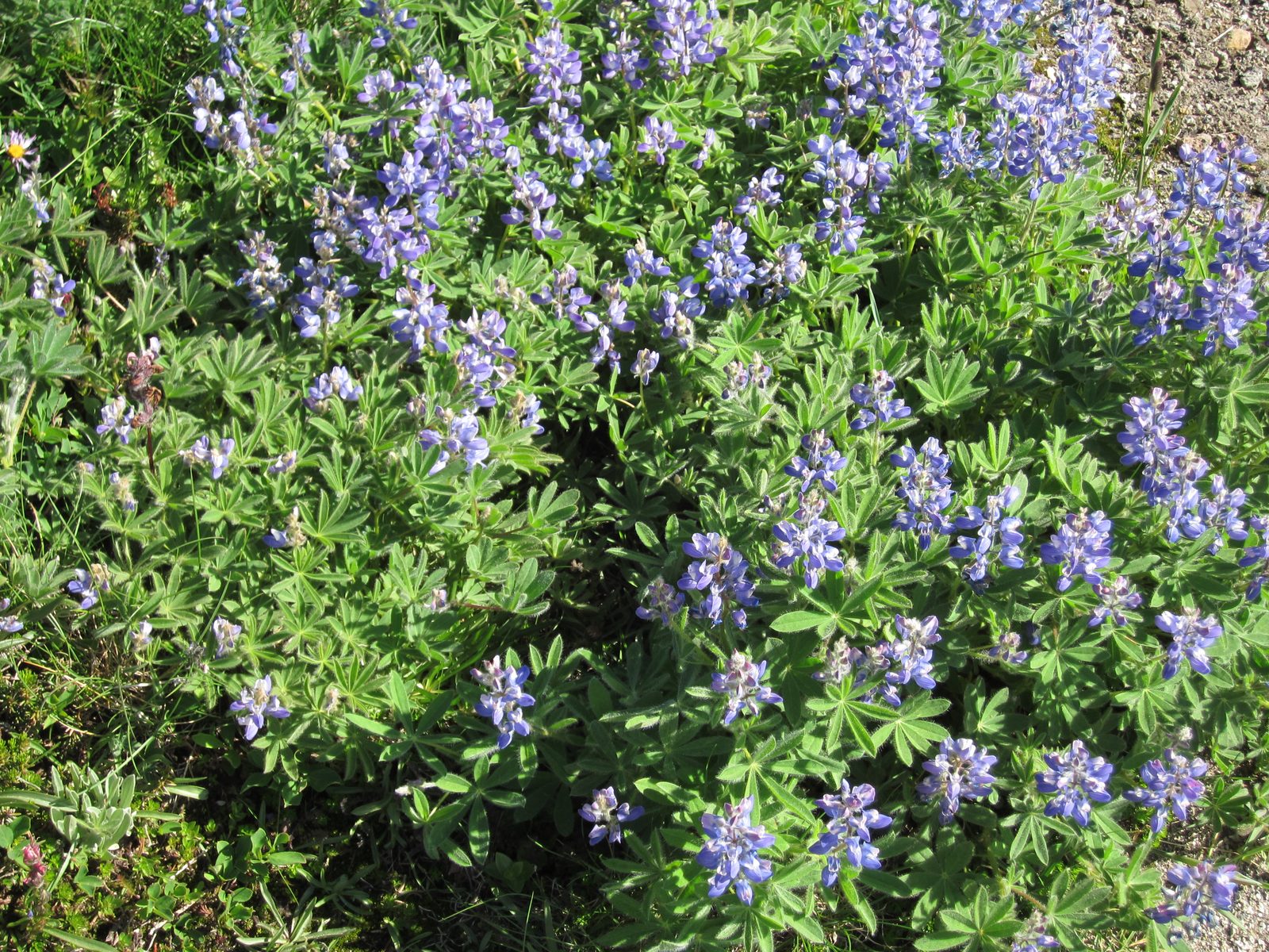 Some lupine-y wildflowers on the trail.