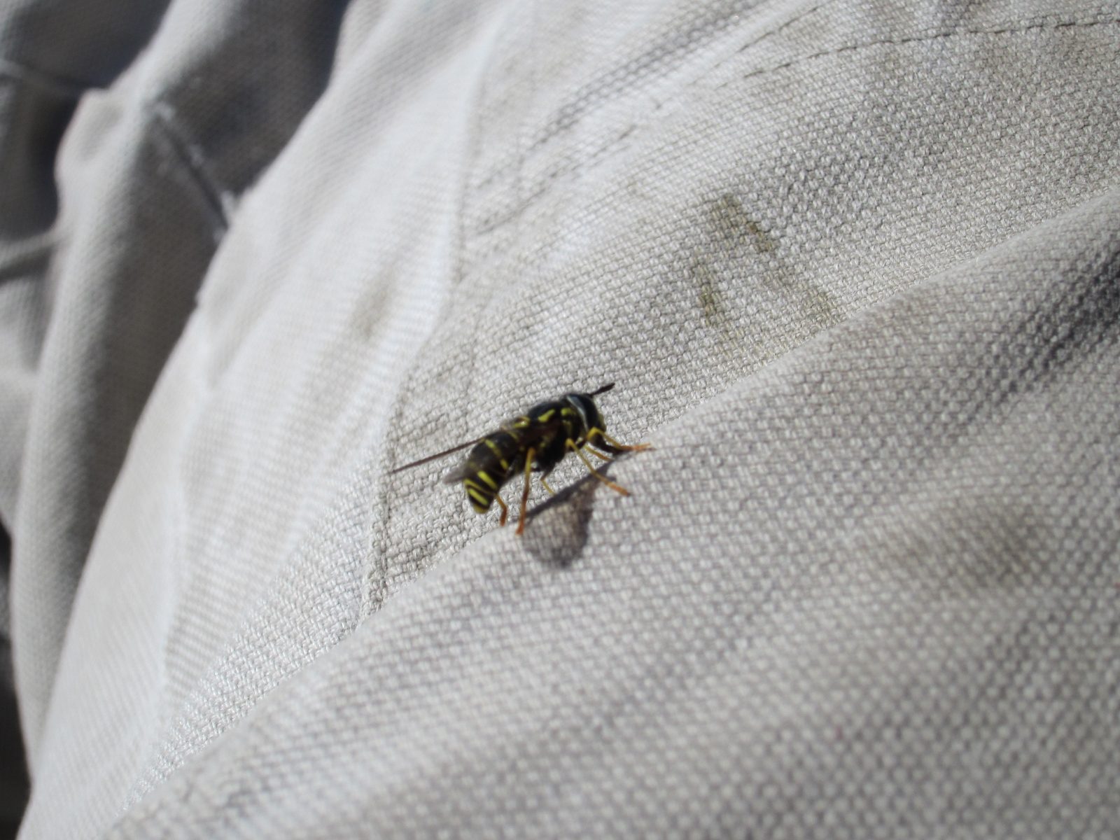 At Glacier Vista, a bee settled on my leg and would. not. go. away.  Fortunately, he eventually...