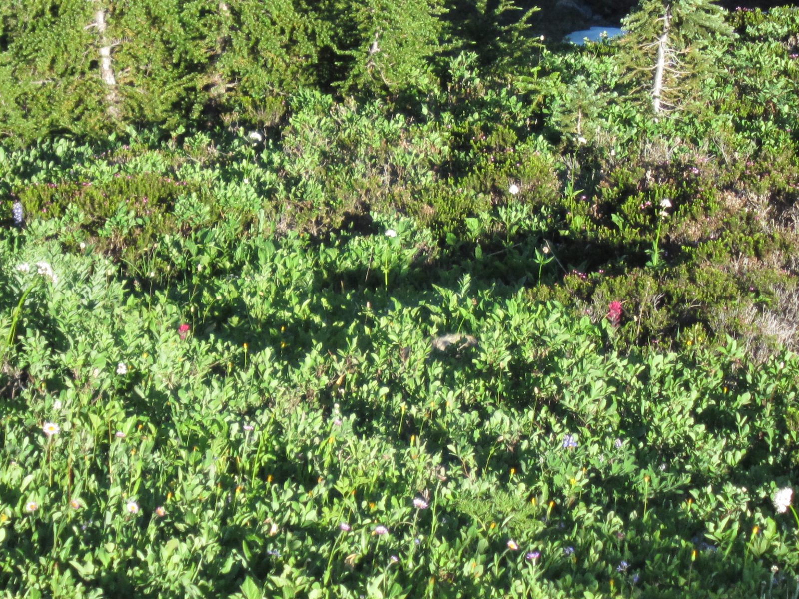 An even harder Where's Waldo... in there, there is a marmot.  Can you see him?