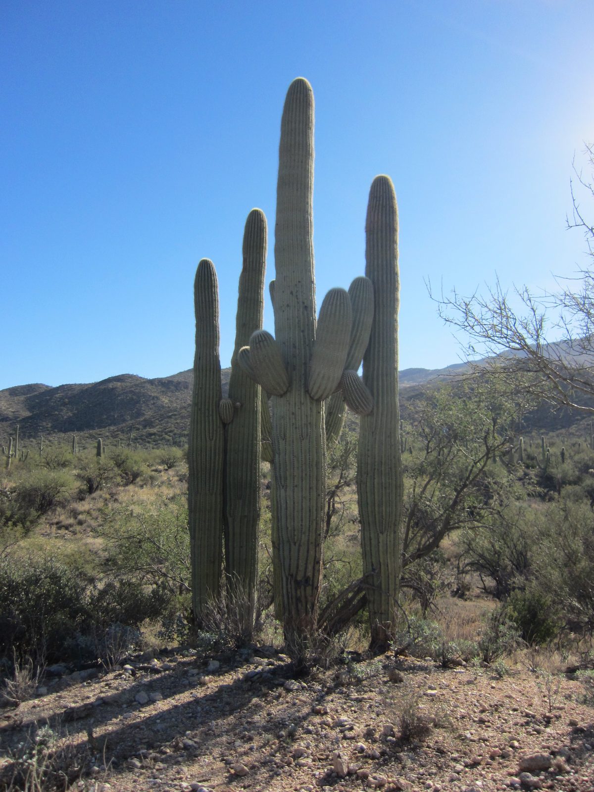 A family of saguaros.
