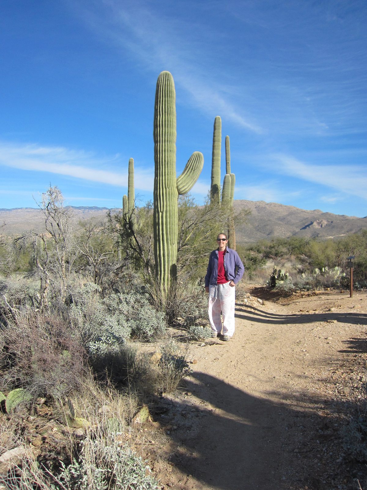From further back.  Look how fat that cactus is!