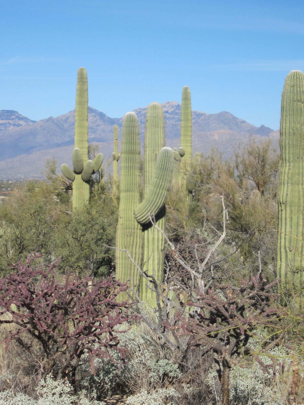 This saguaro is telling his buddy a secret.