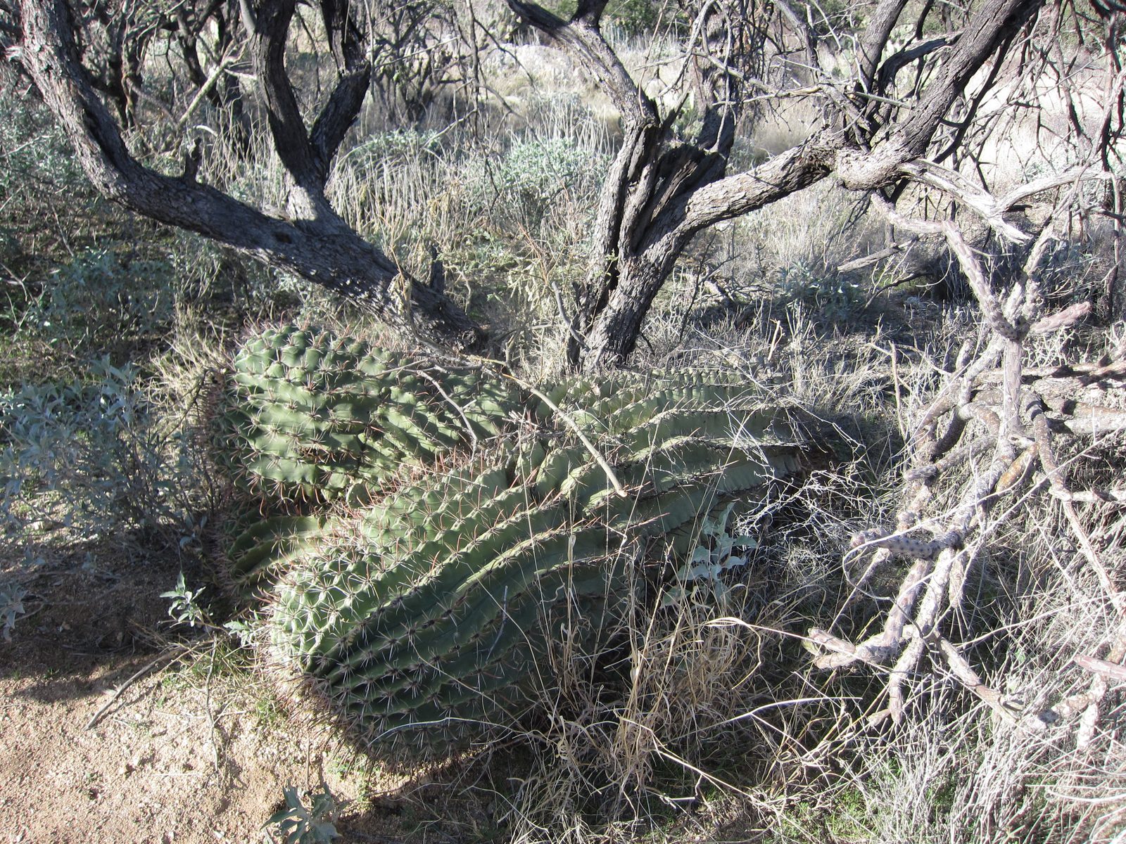 This looked to be a fallen barrel cactus.