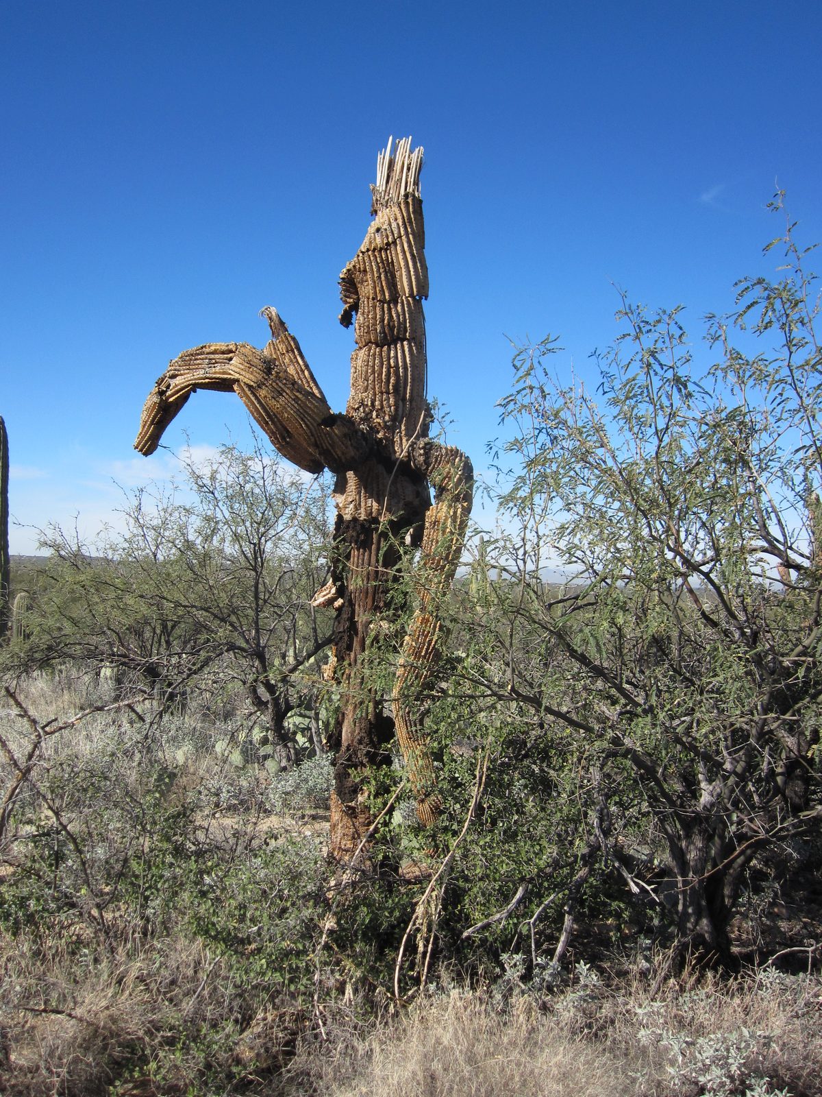 And another crazy, interesting dead saguaro.