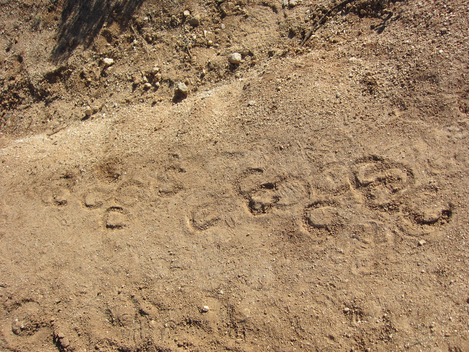 Animal Tracks 101: these are horse.  Neigh.