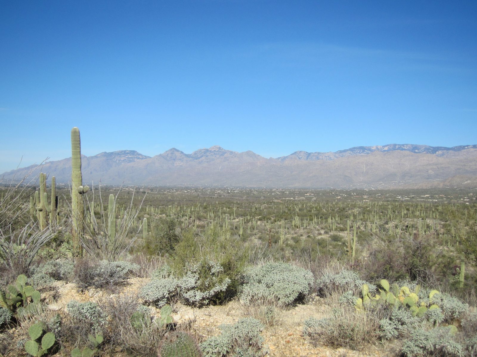 Looking back towards the Catalinas.