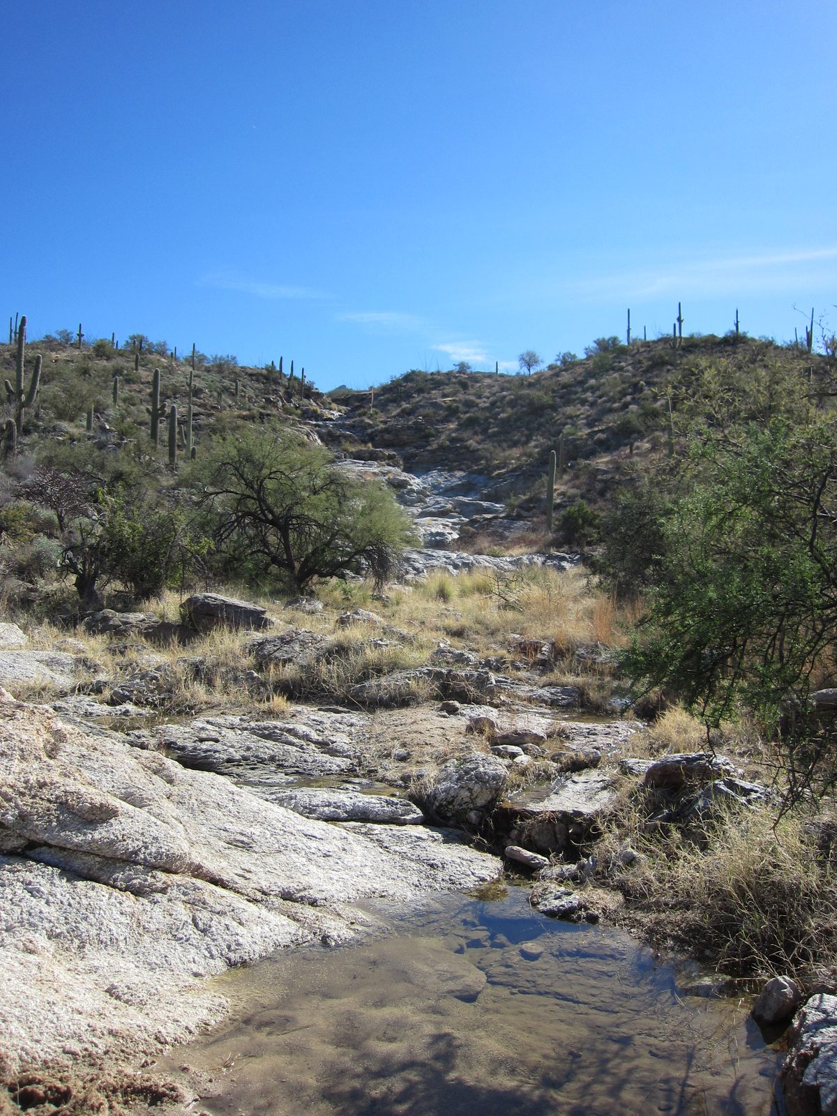 Another poor of water in a wash we walked through on the Wild Horse Trail.