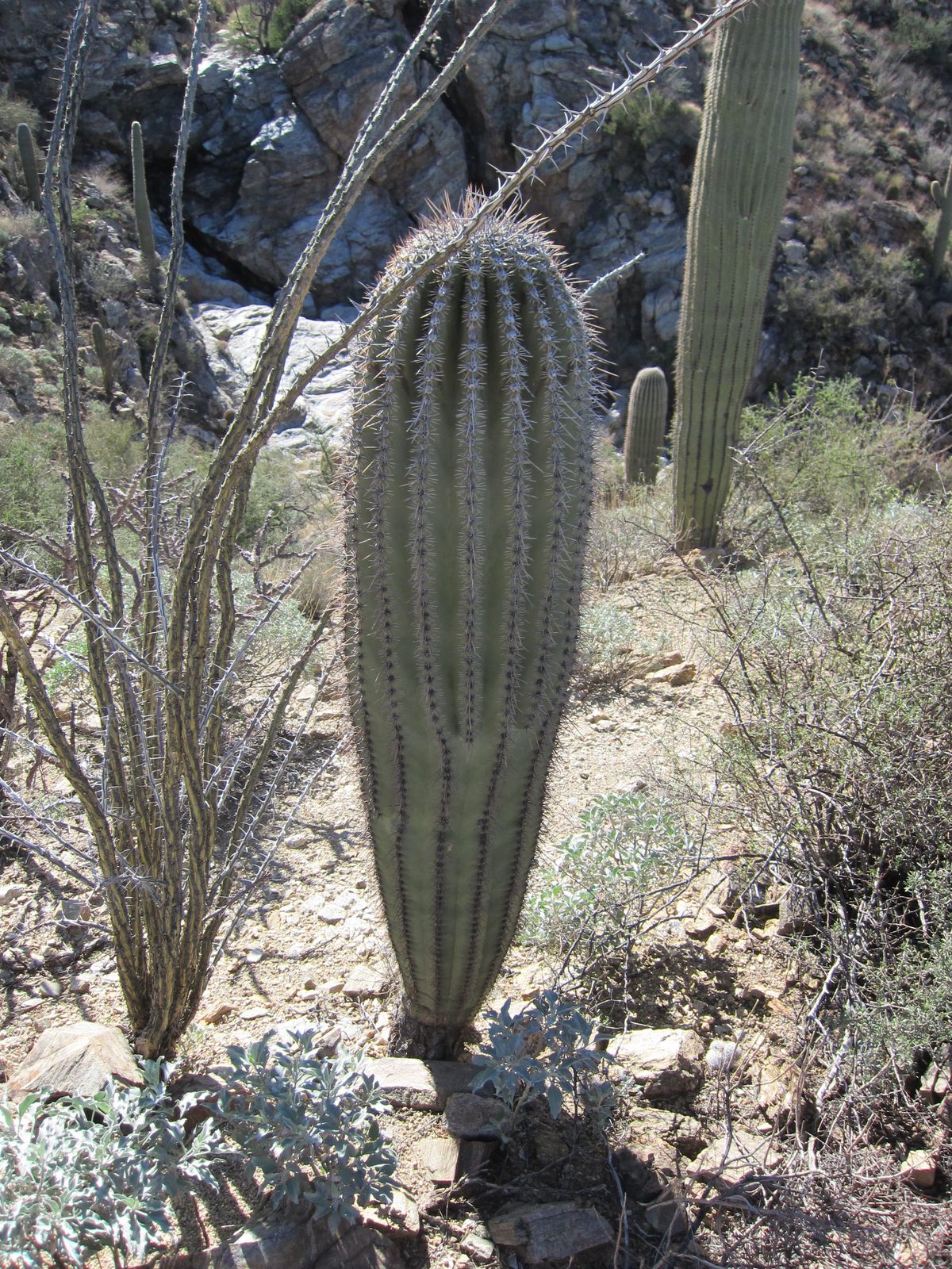 A small saguaro, or so we think.  But why do the small ones look so different?  Purple on top,...