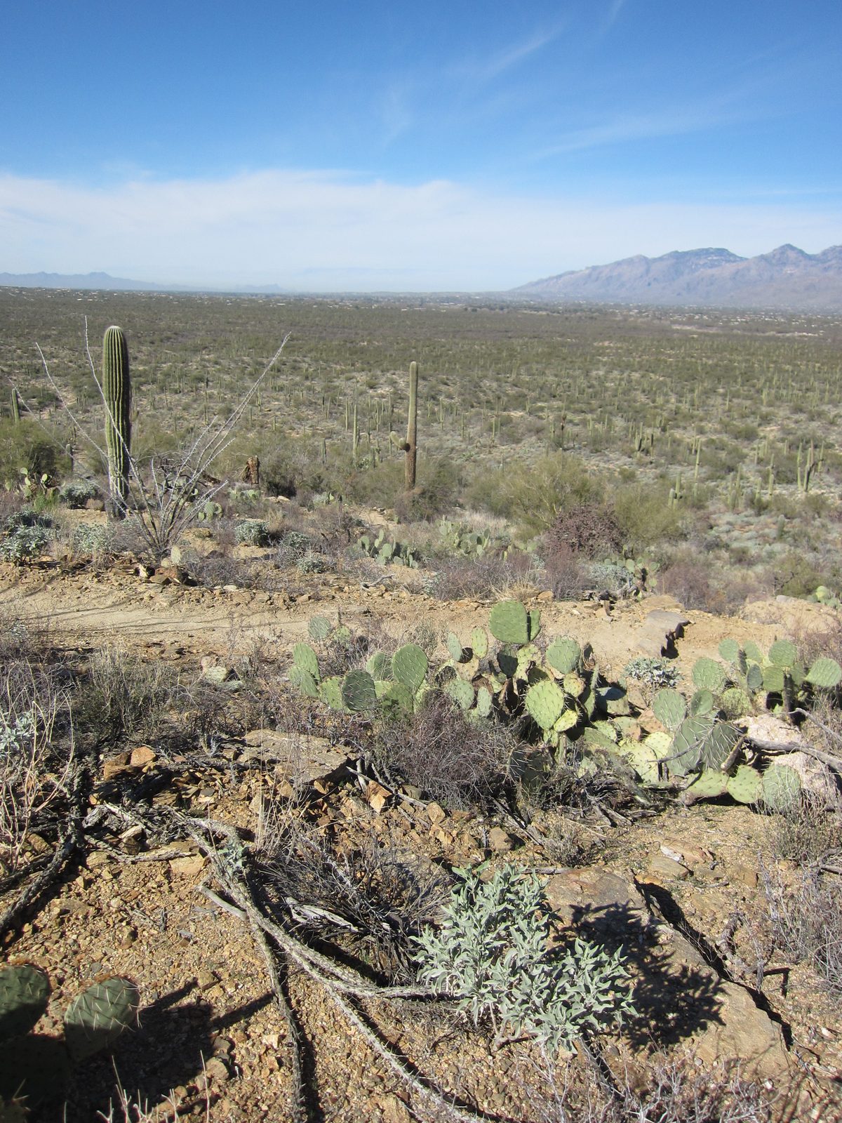 Looking out into the desert.