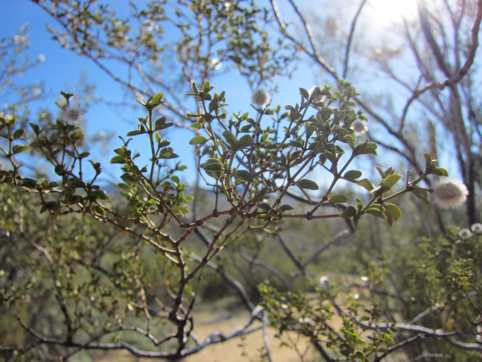 Fuzz balls on the ends of the branches of this bush.  Each had one little mean-looking spike.