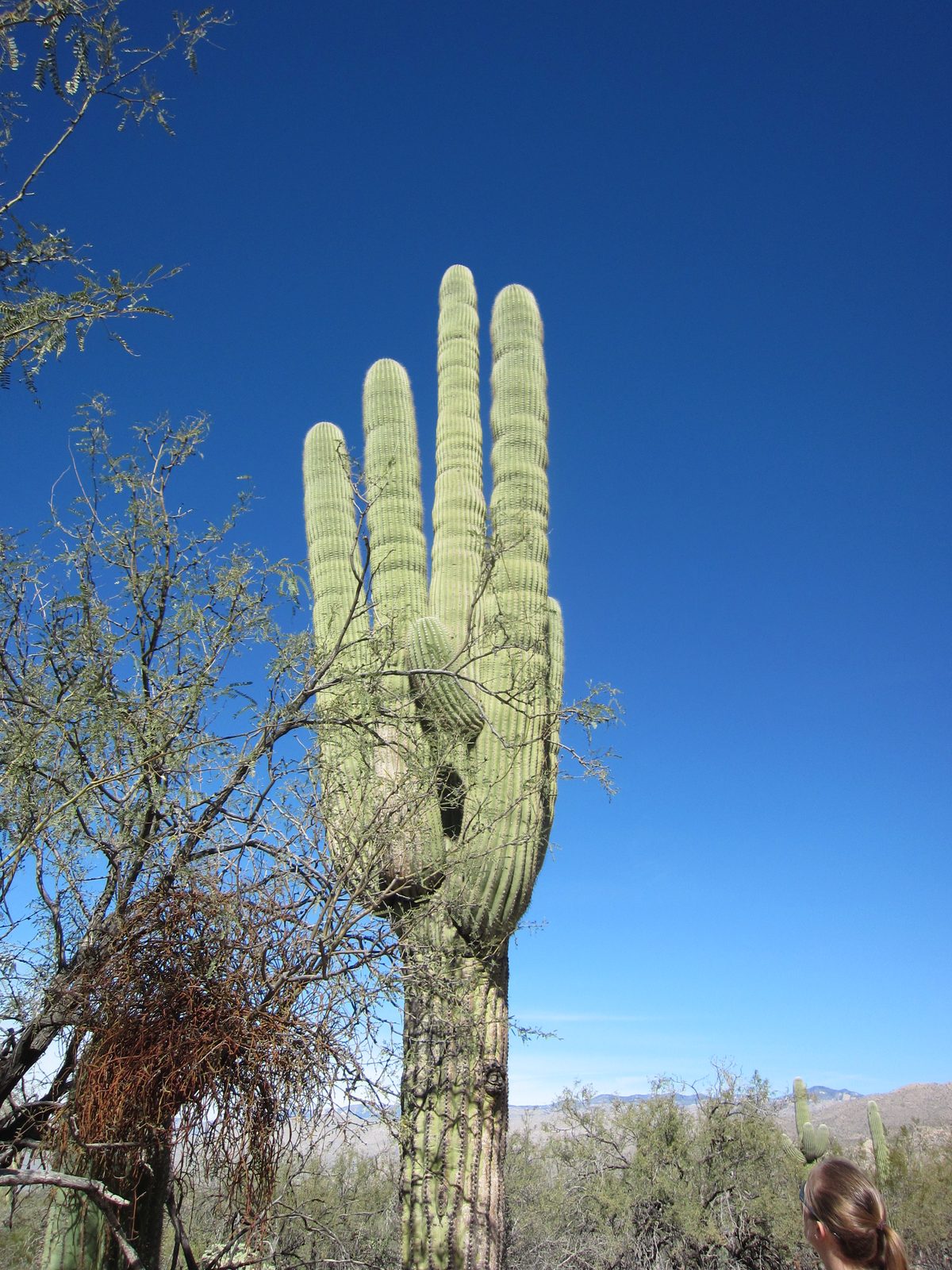Catherine admires a large cactus.