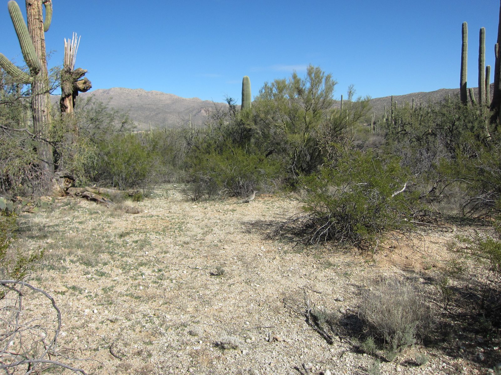 John stalks the mighty Roadrunner.  He sure blends in in this picture, but stood out to the naked eye.
