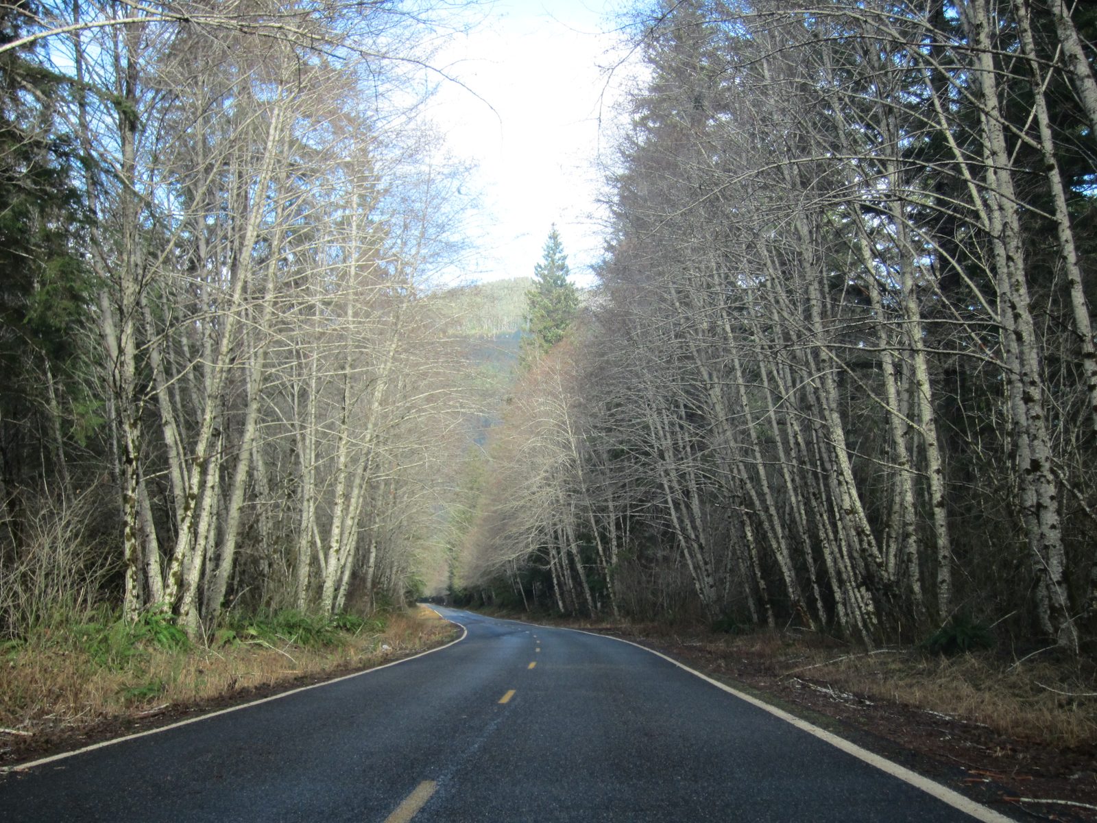 The road to the trailhead, surrounded by ... birch? trees.