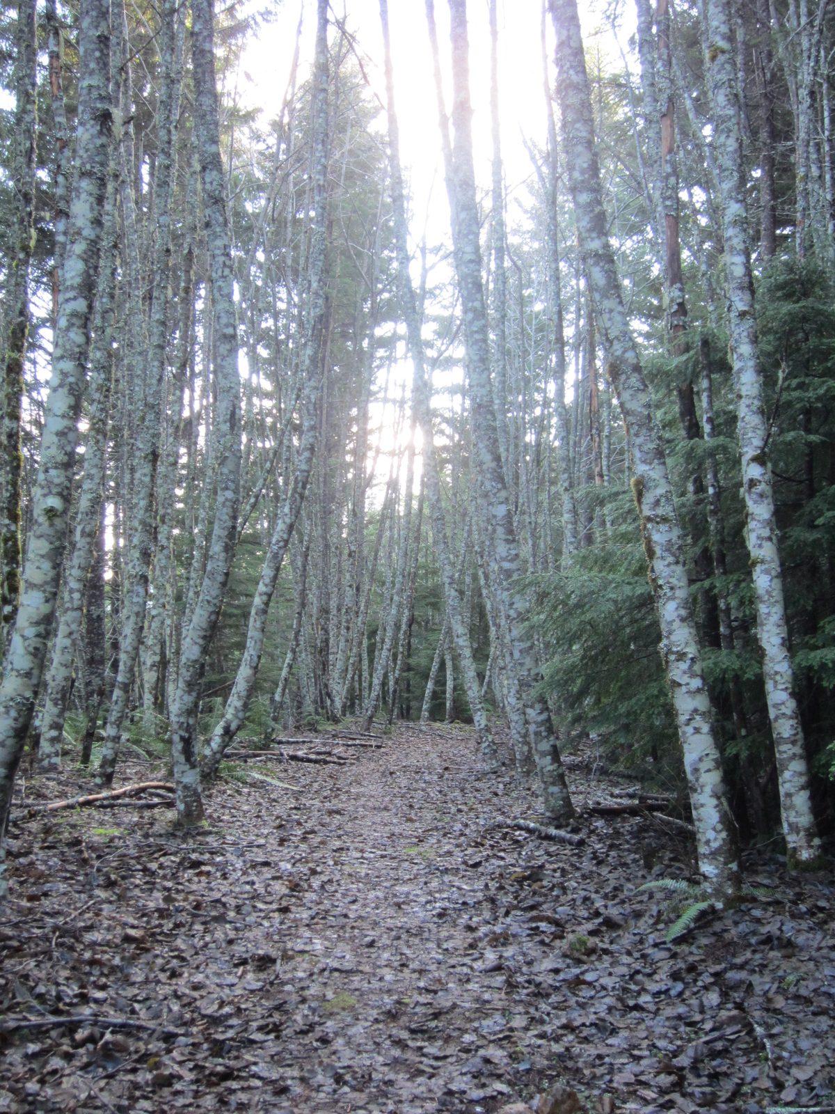 Looking down (or up) the trail.