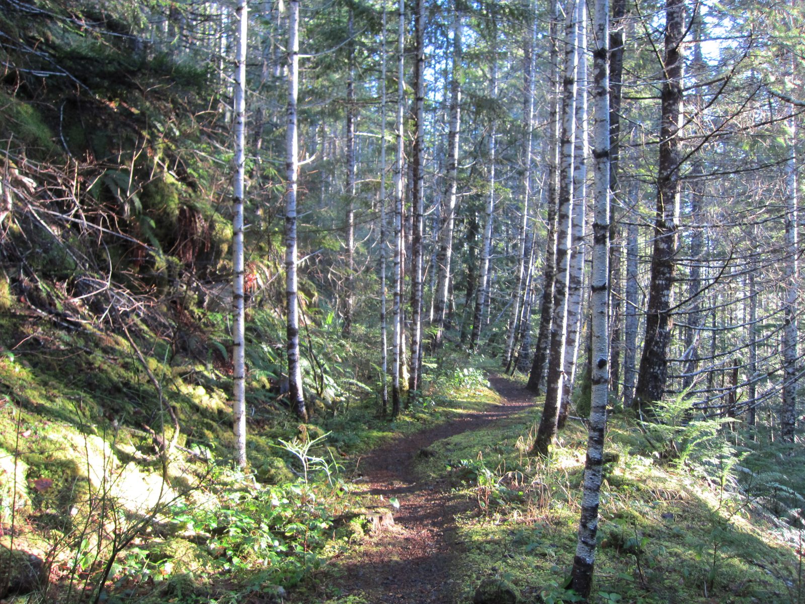 Beautiful sun-lit path through the trees.
