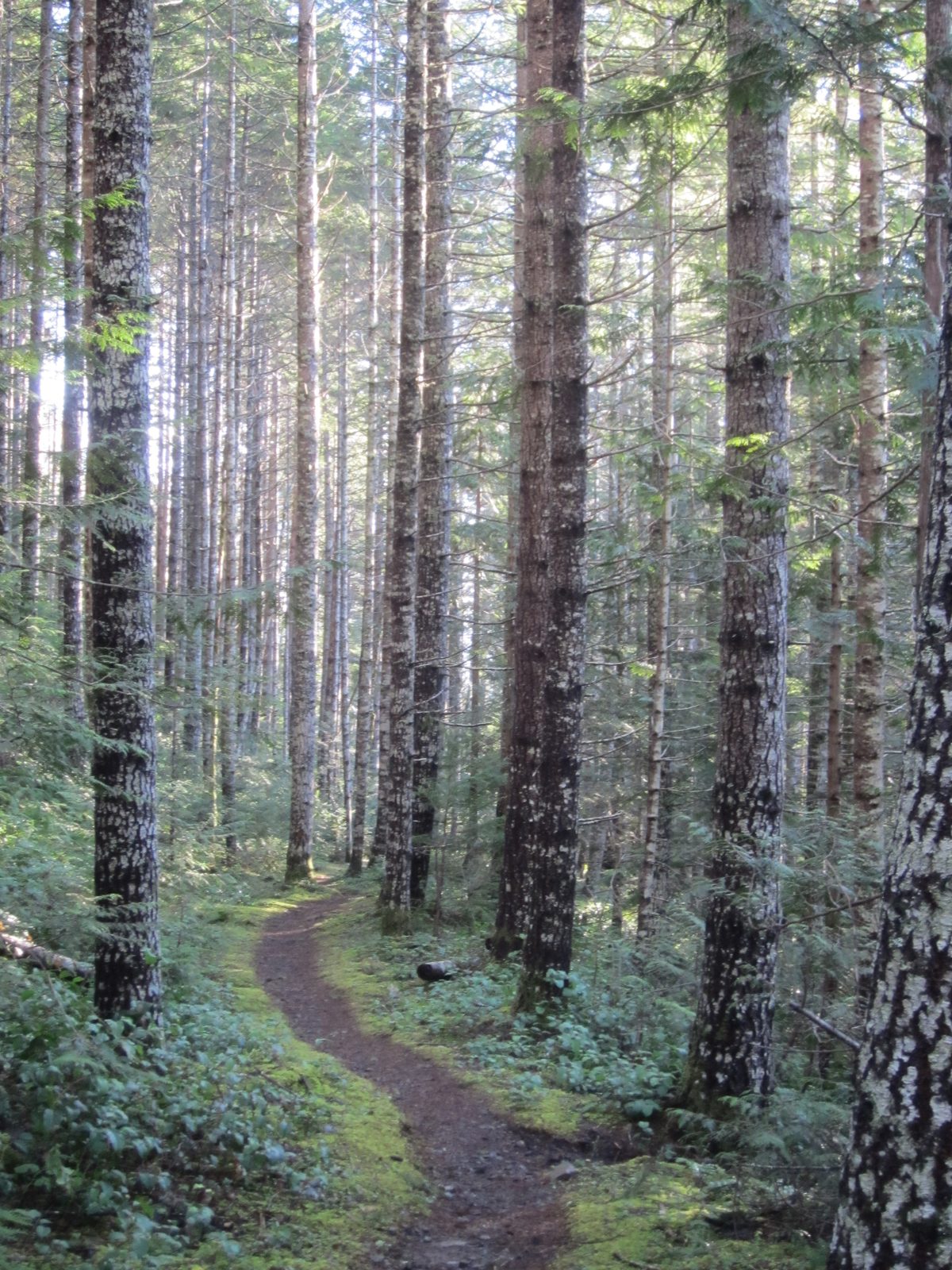 This hike had many entries for my "Pathways" collection.
