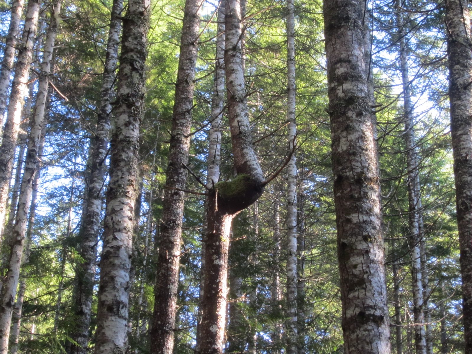 Aw, poor tree.  Really gotta wonder what happened there.  Although it looks like a great nesting...