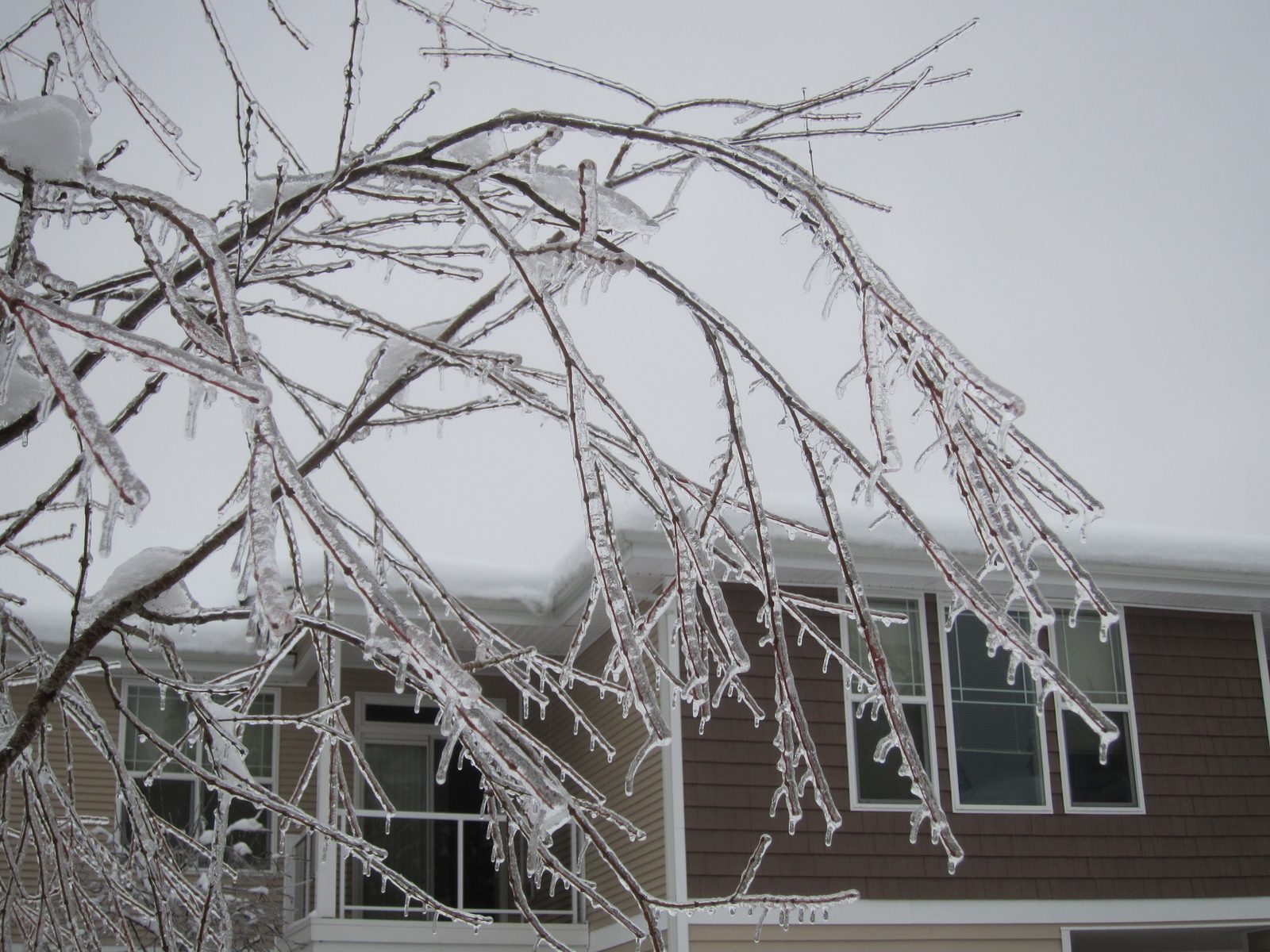More icy branches.  I really love how this looks, if not the destruction it causes.